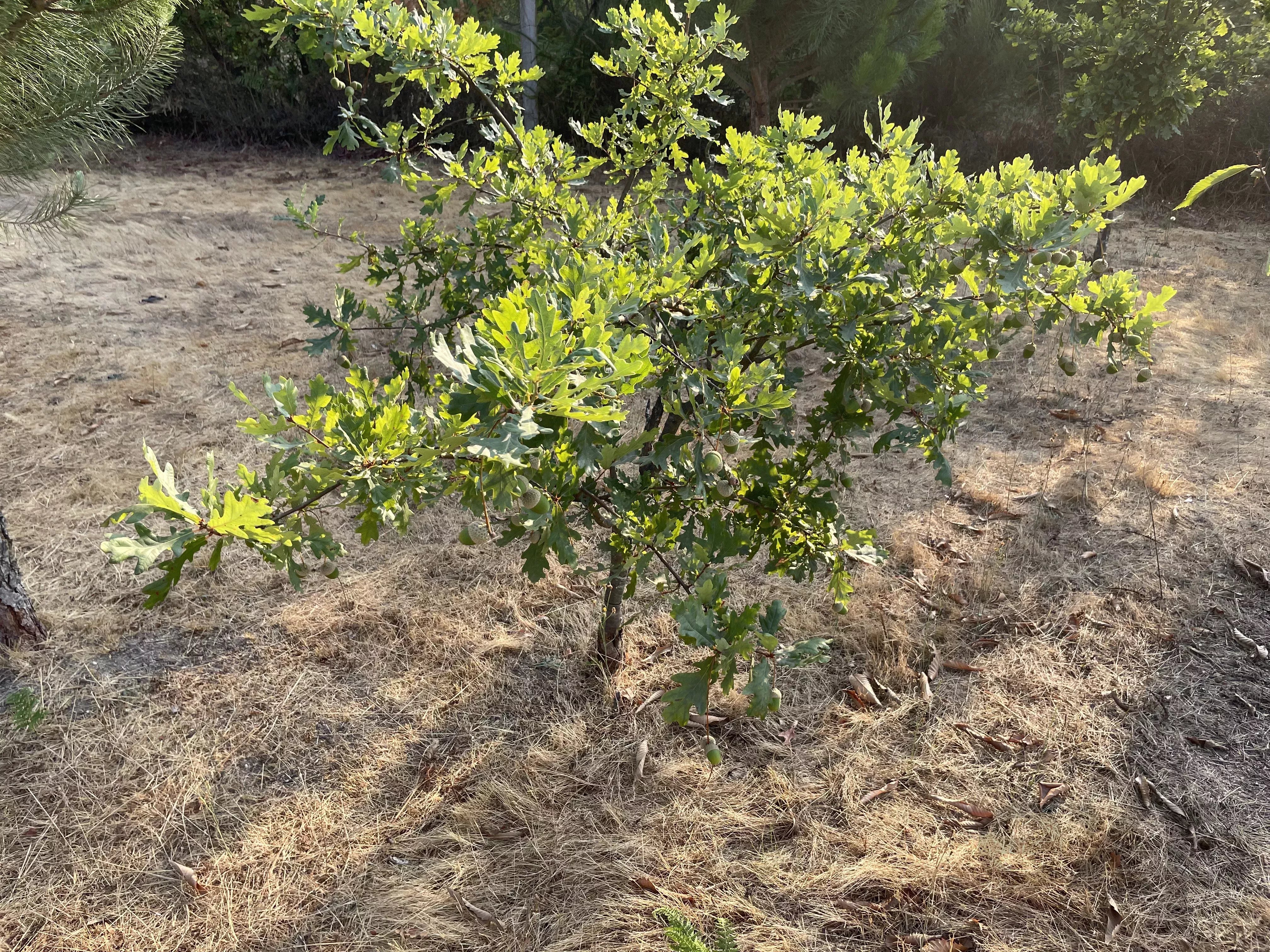 Terreno Agrícola para venda em Vila Verde, Seia
