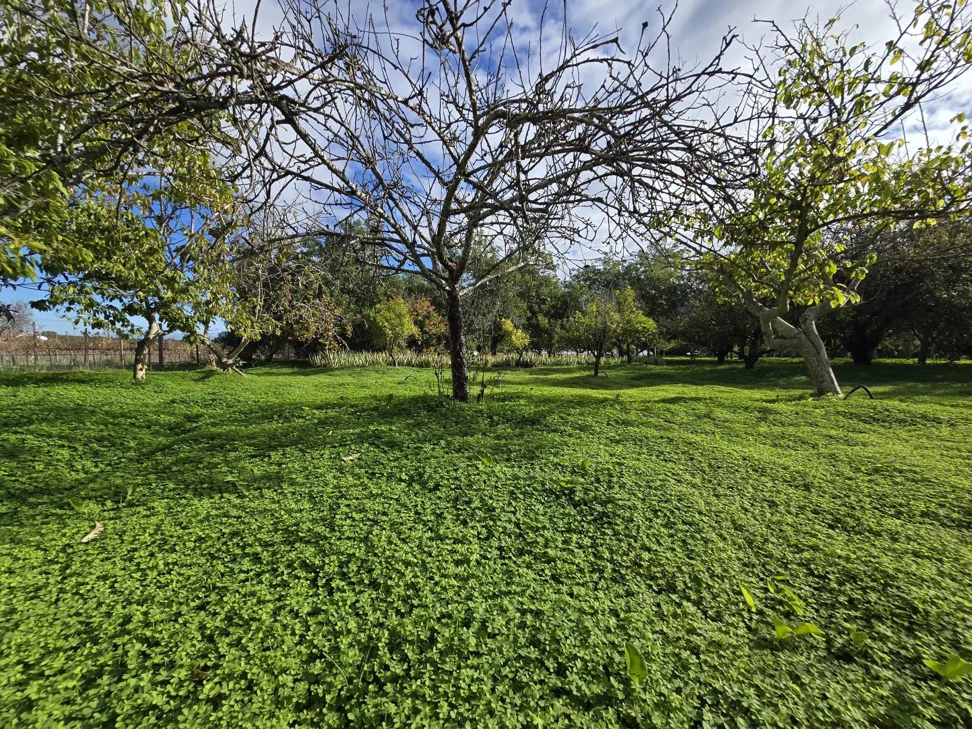 Estate of 7,272 m² and Ground‑Floor Residence a Few Minutes from Tavira | Algarve 86660178 image 13