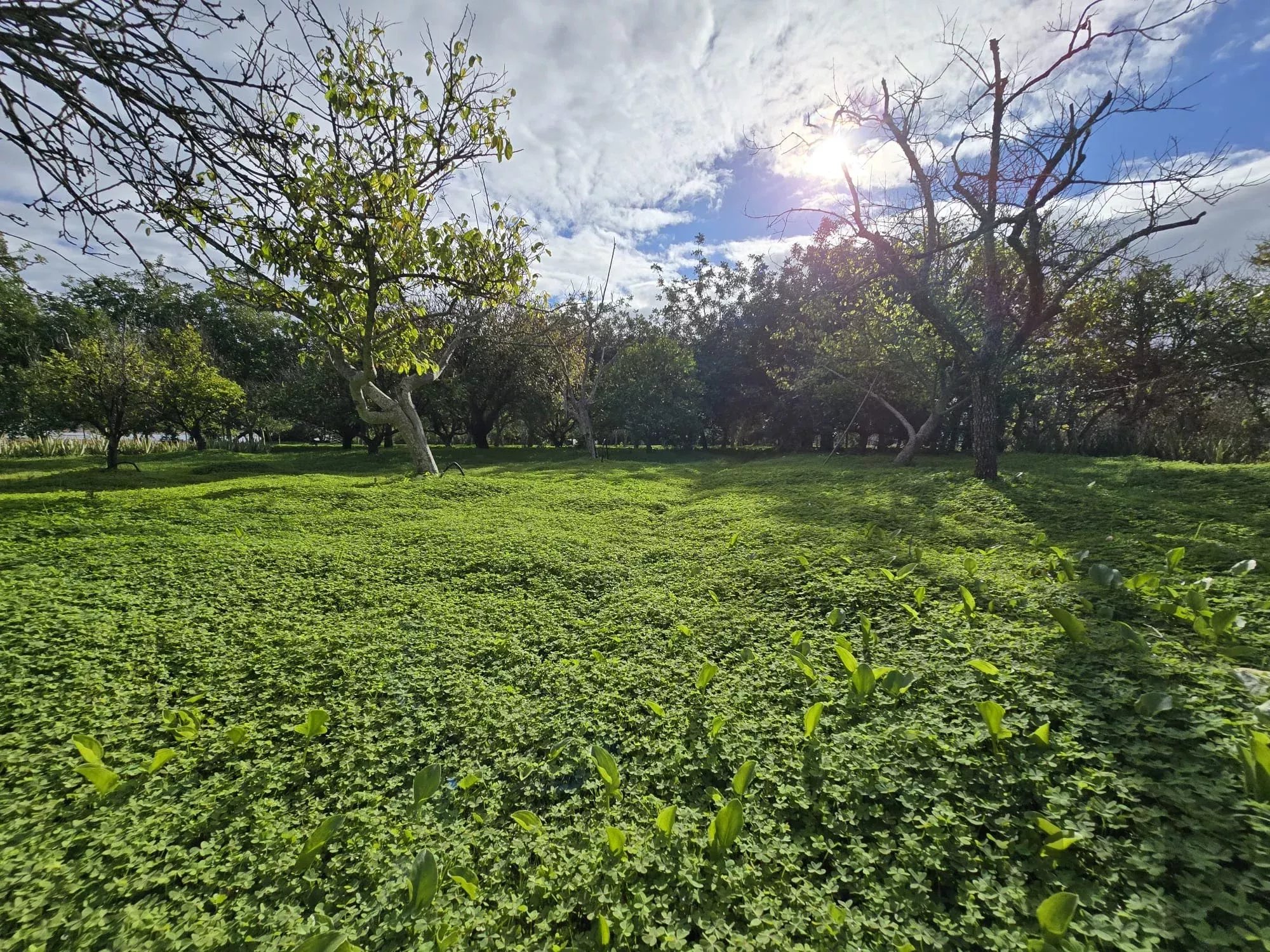 Estate of 7,272 m² and Ground‑Floor Residence a Few Minutes from Tavira | Algarve 86660178 image 10