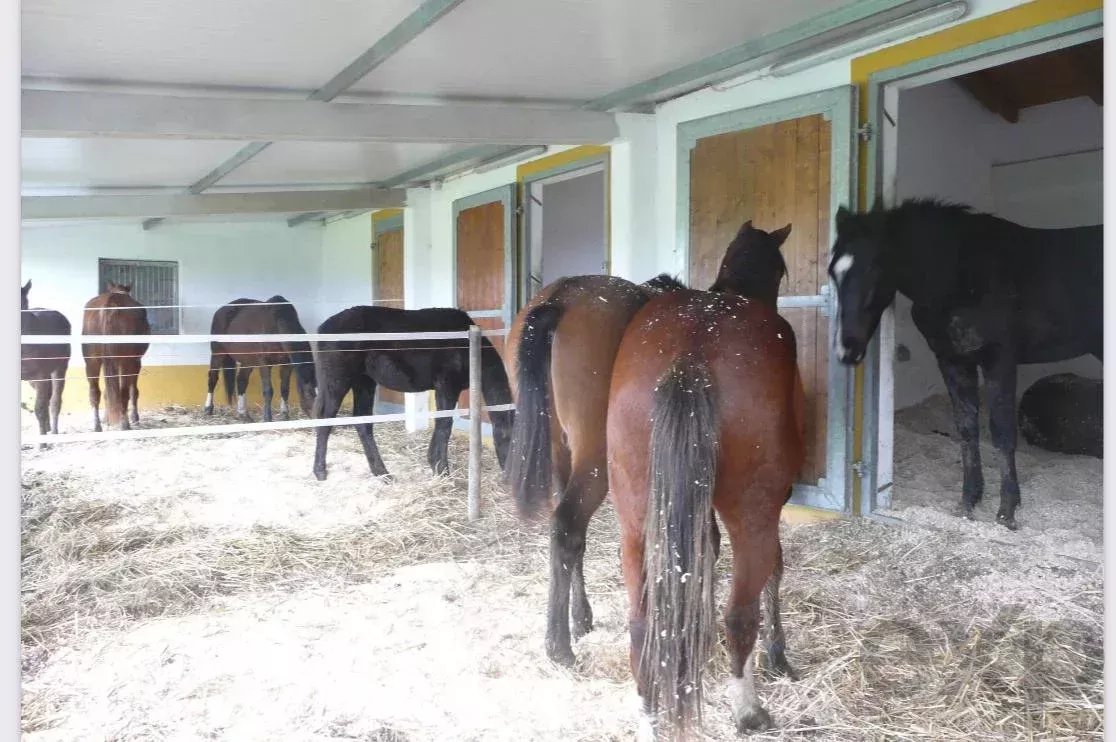 Excecional Herdade Equestre - Odemira, Sudoeste Alentejano 86739800 image 13