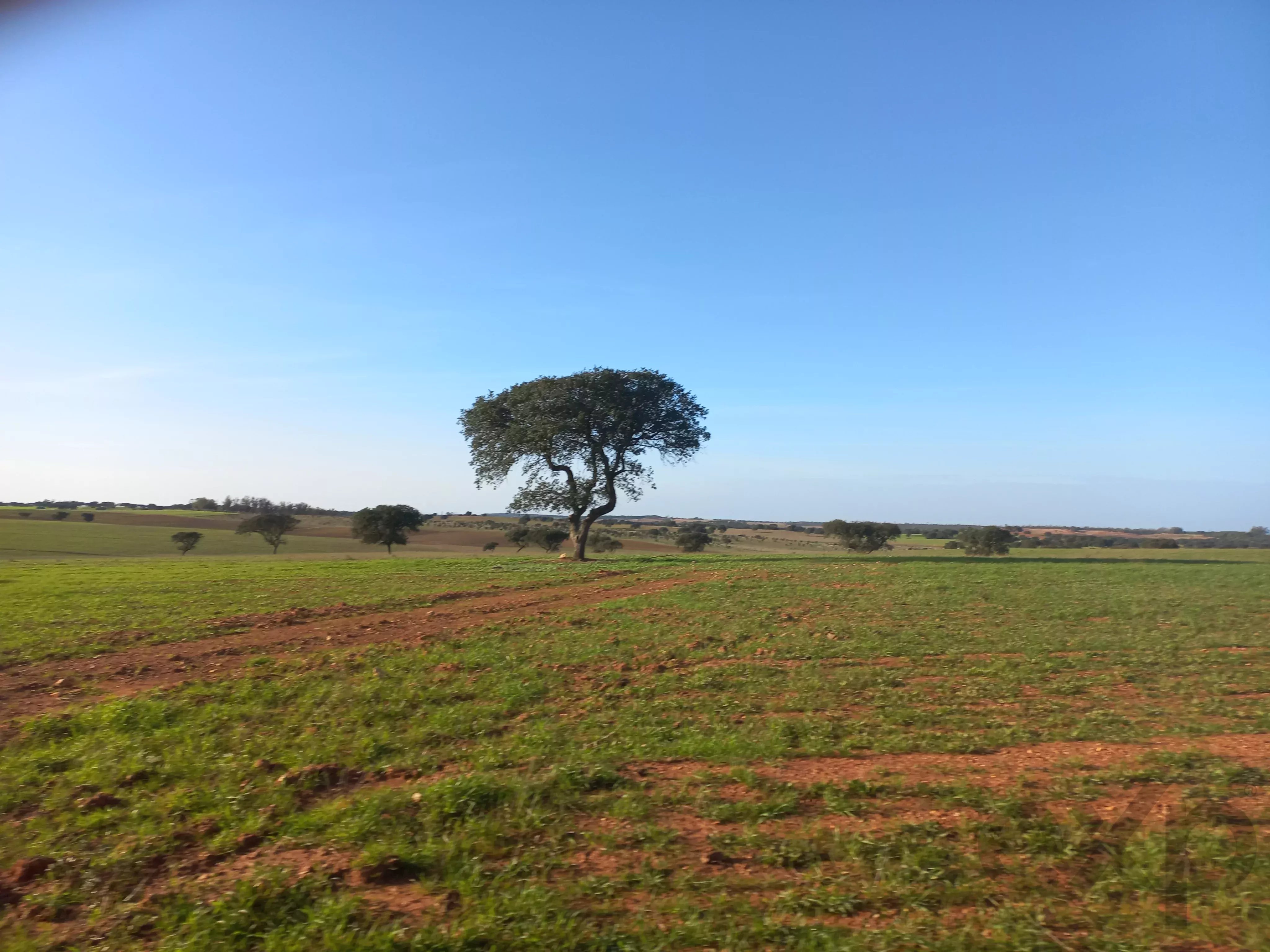 Cattle Farm, Lower Alentejo (Insurance for investors, funds and ICNF) 86742404 image 16