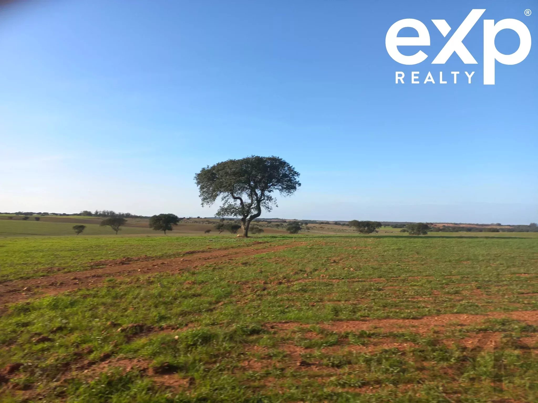 Cattle Farm, Lower Alentejo (Insurance for investors, funds and ICNF) 86742404 image 4