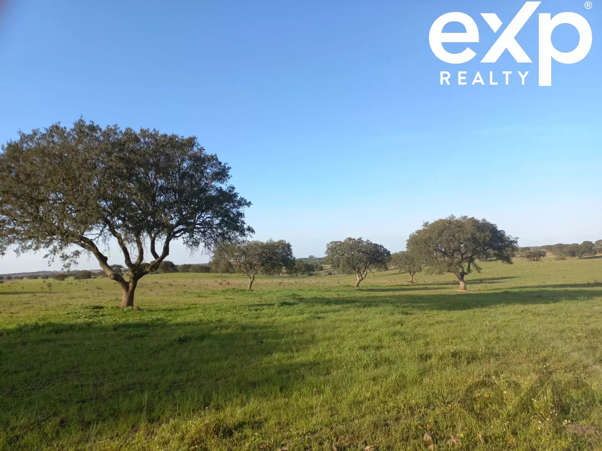 Cattle Farm, Lower Alentejo (Insurance for investors, funds and ICNF) 86742404 image 19