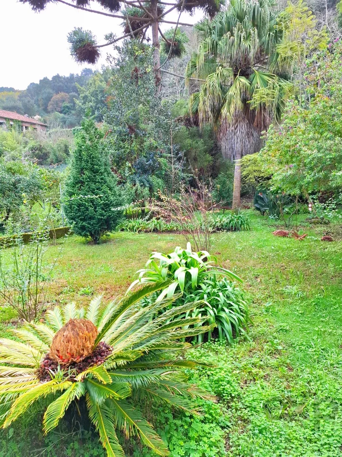 Sintra , Colares - Quintinha com moradia de Sonho 86819090 image 29
