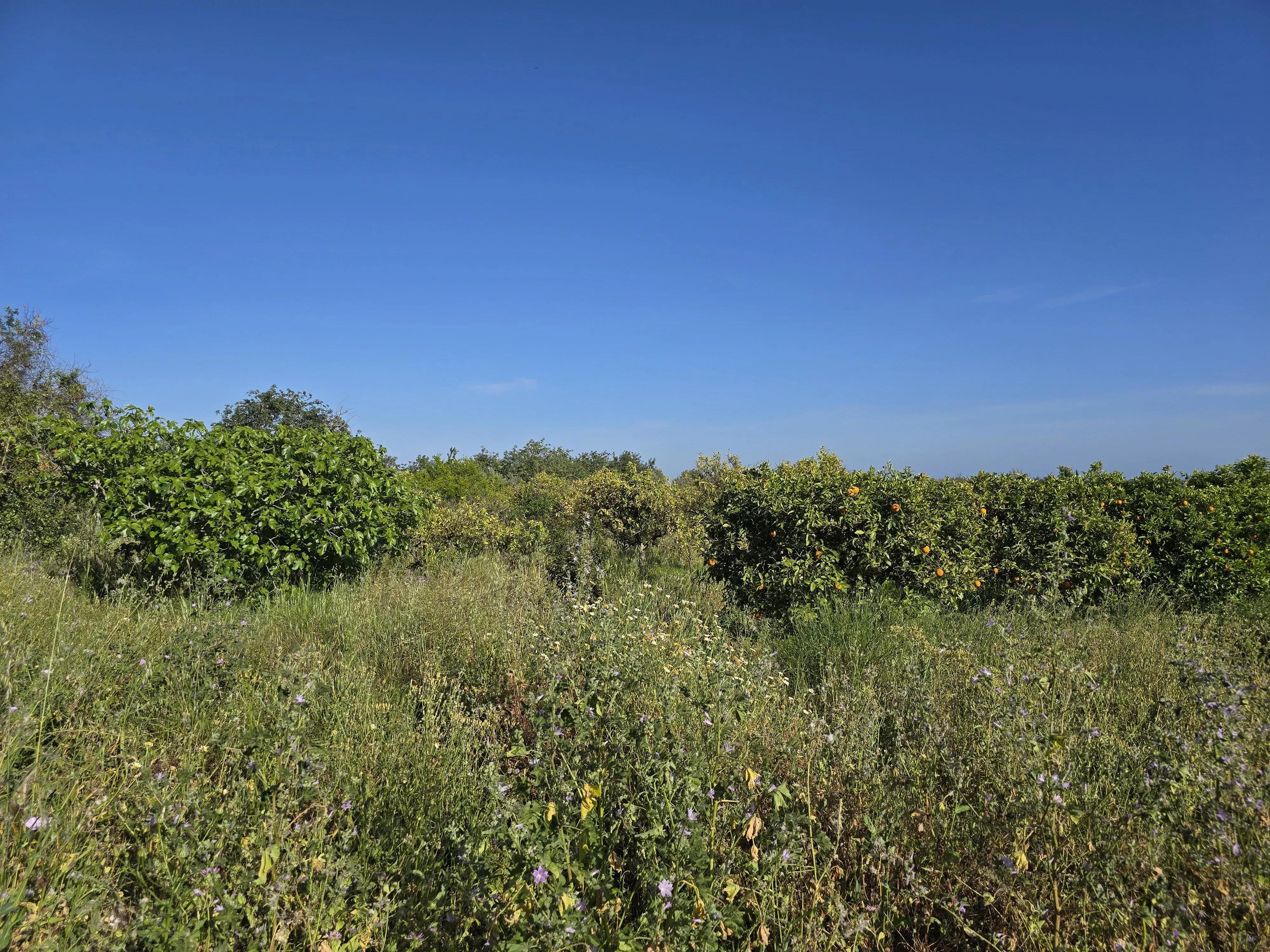 Estate comprising six rooms, situated on 1.5 hectares of land with a sea view 86949039 image 25