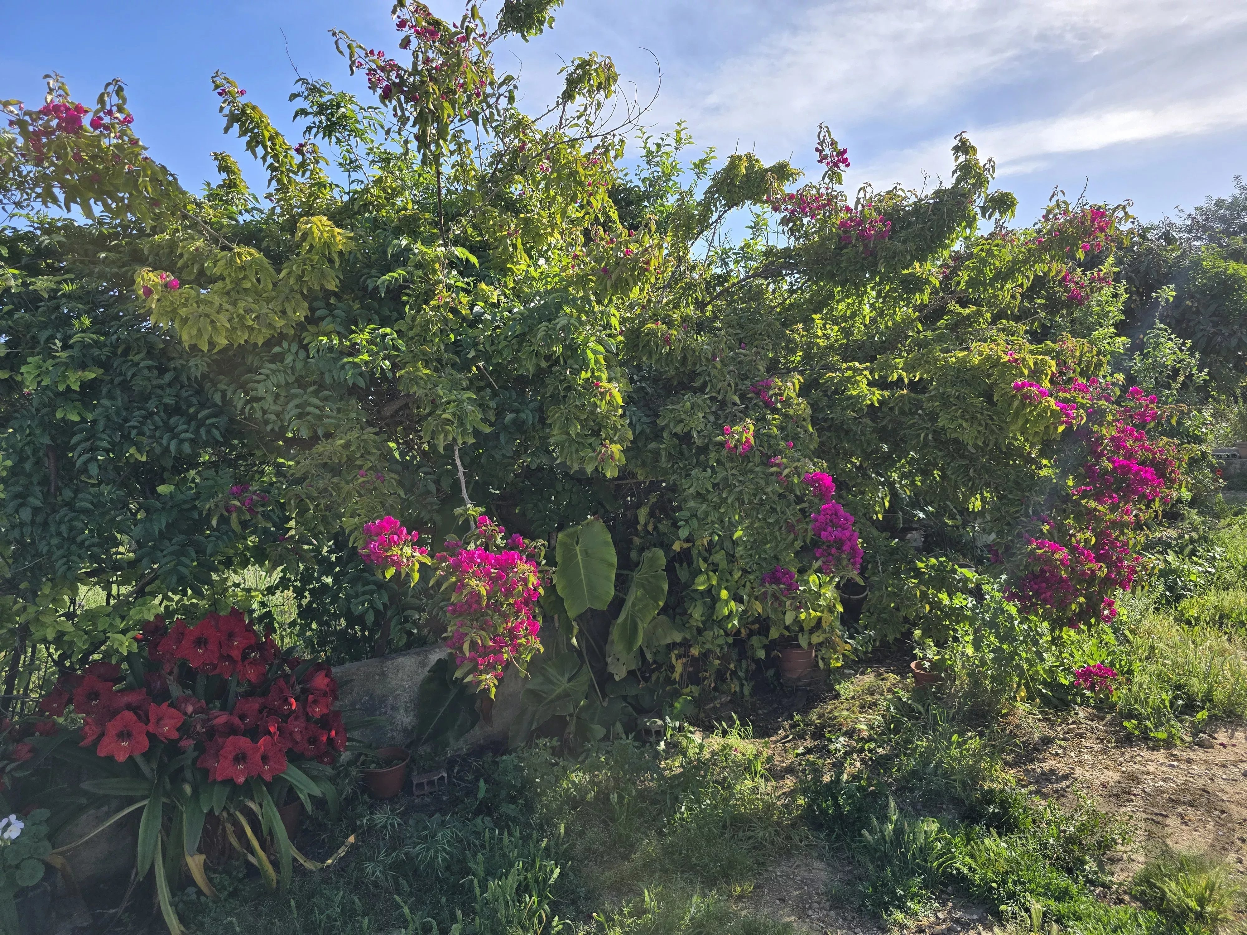 Estate comprising six rooms, situated on 1.5 hectares of land with a sea view 86949039 image 27