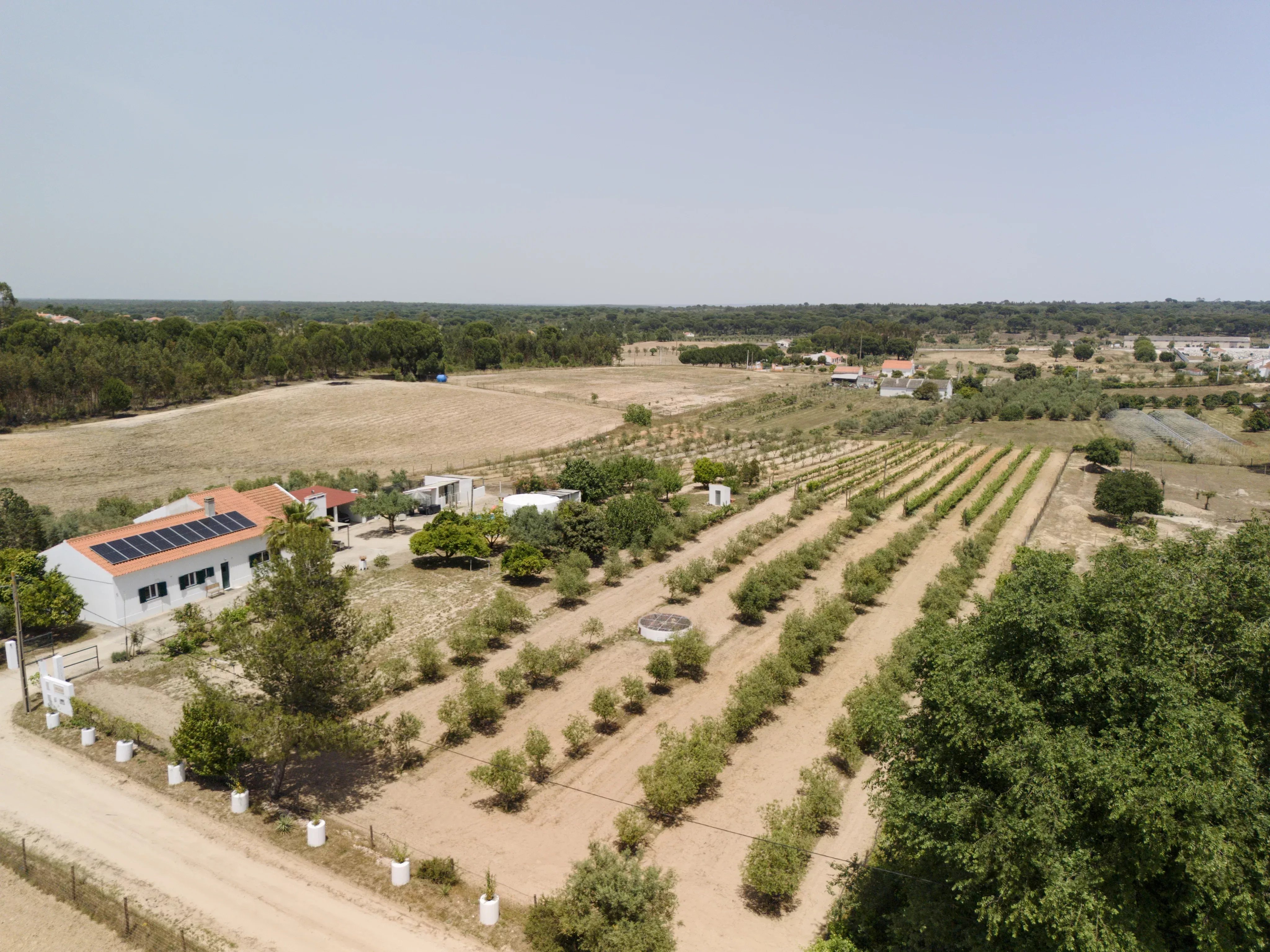 Quinta de 3 Quartos à Venda com Vinhedo e Olival | Coruche, Portugal