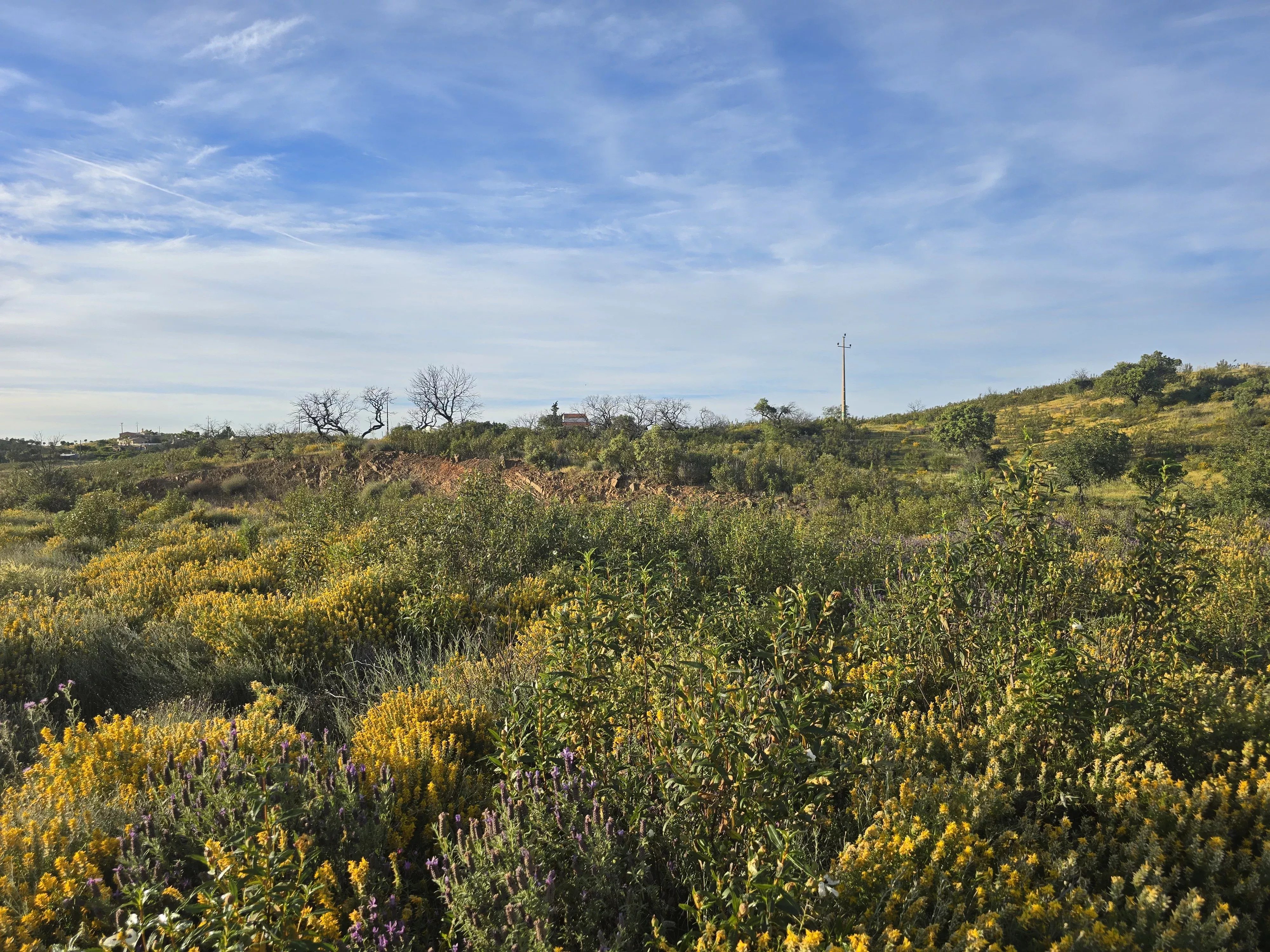 Terreno à venda em Conceição e Cabanas de Tavira, Corte António Martins, 8800-062 Conceição e Cabanas de Tavira, 9850 m²