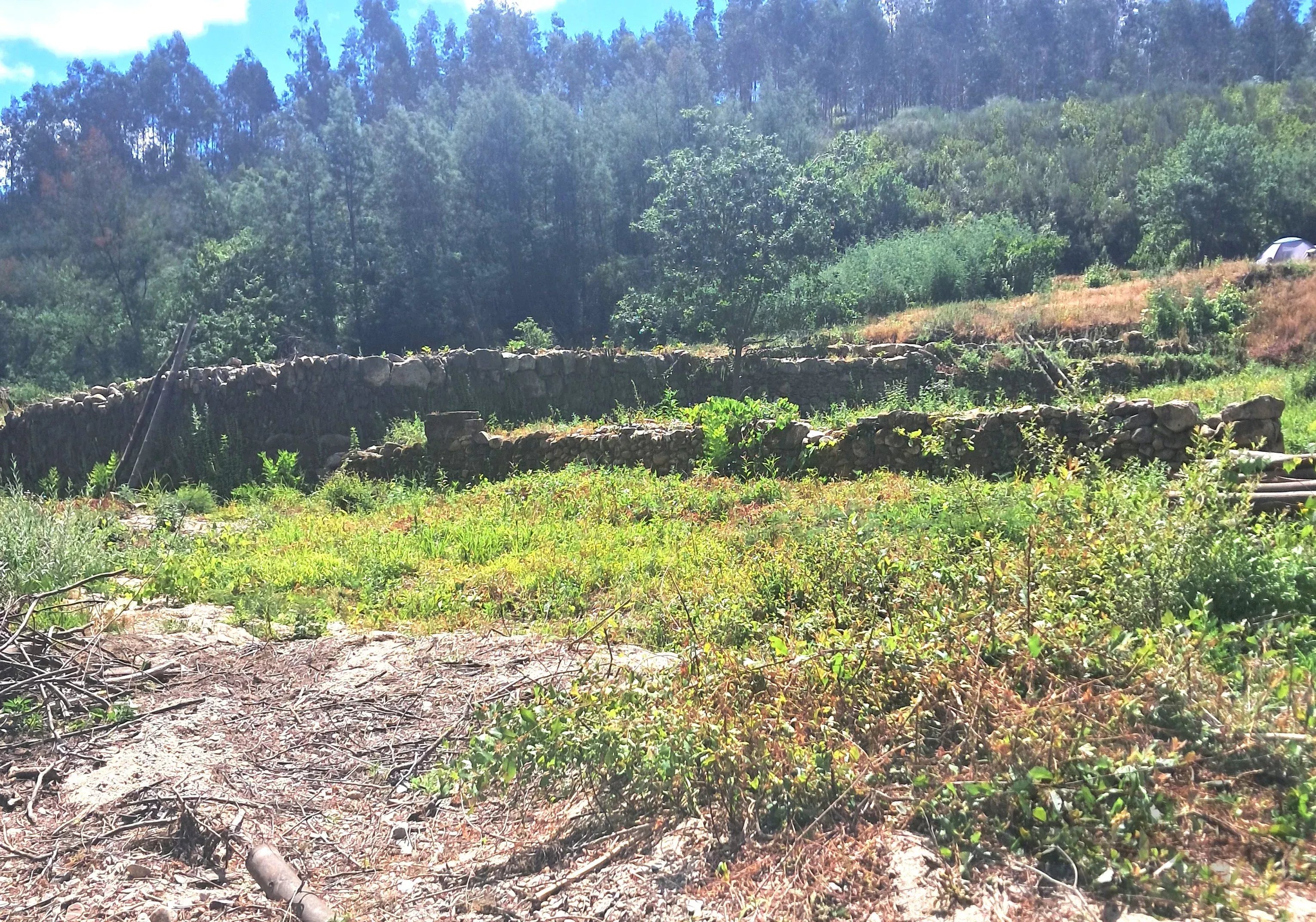 Terreno à venda em São Martinho da Cortiça, Ponte de Mucelas, 3300-360 São Martinho da Cortiça, 4300 m²
