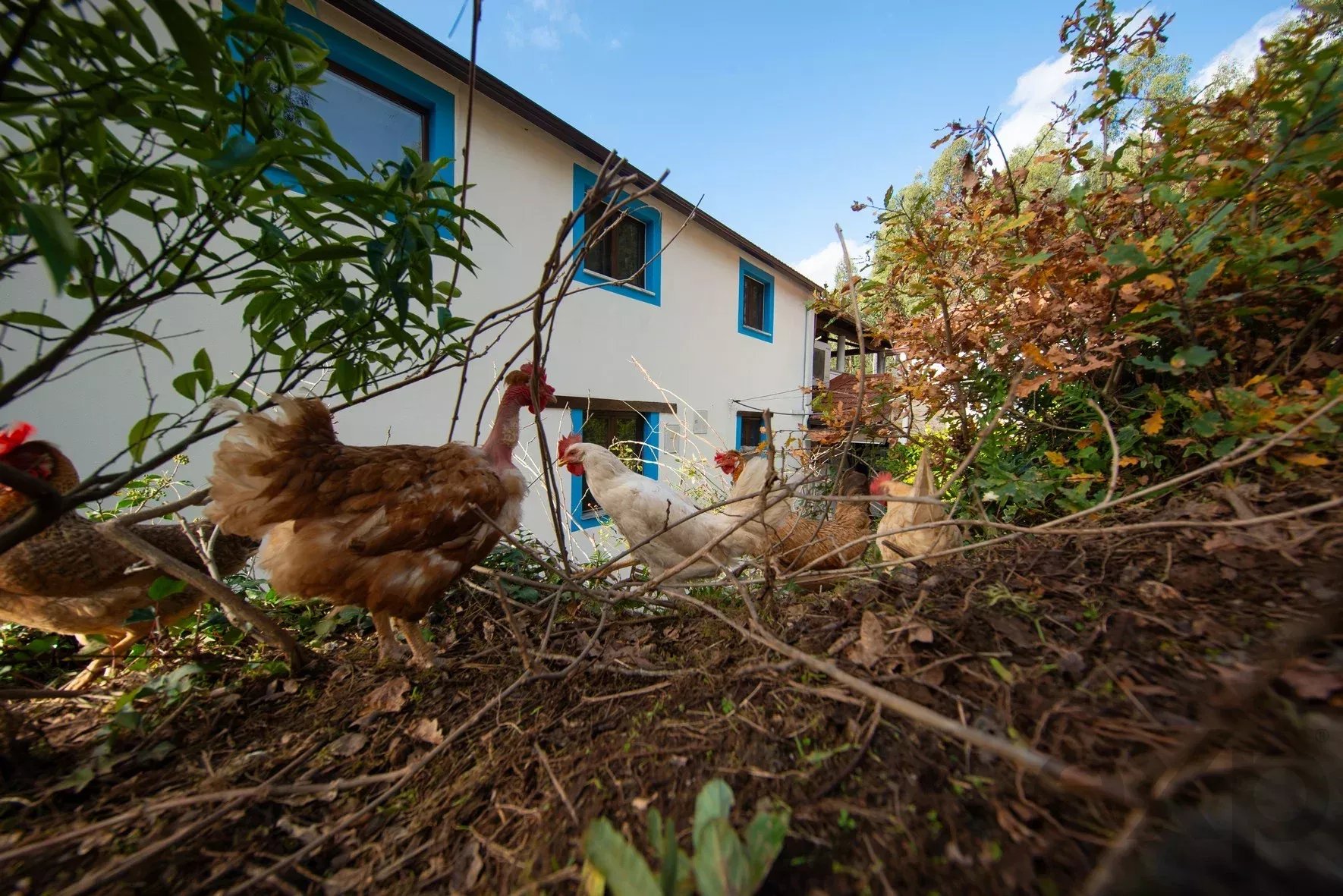 Moradia à venda em Vila Nova do Ceira, 7331 m²