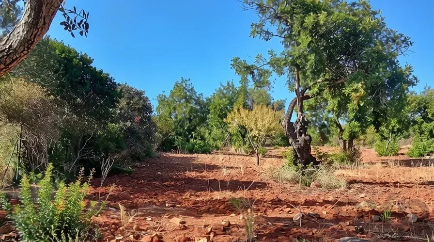 Terreno à venda em Faro (Sé e São Pedro), 4240 m²