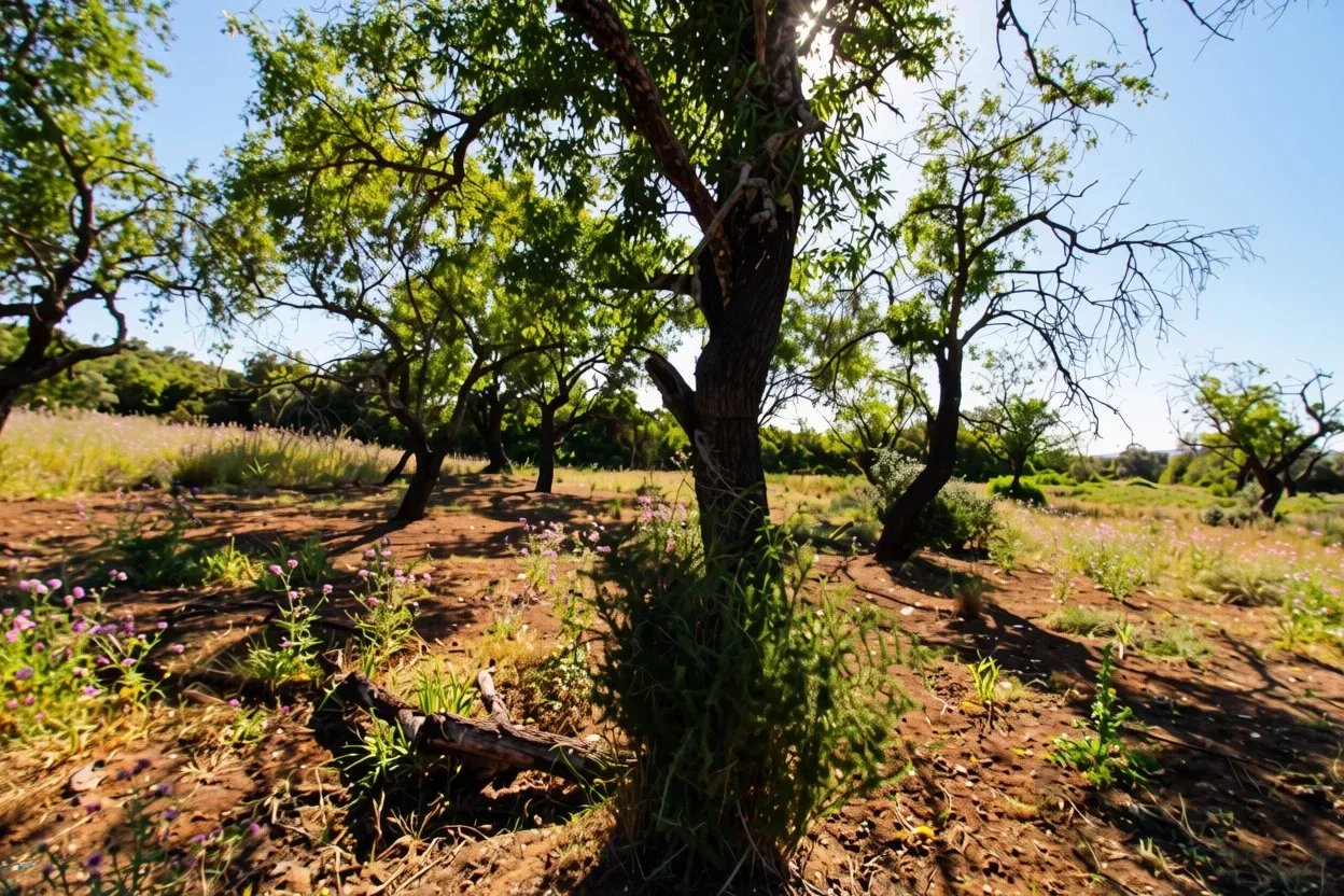 Terreno à venda em Faro (Sé e São Pedro), 2920 m²