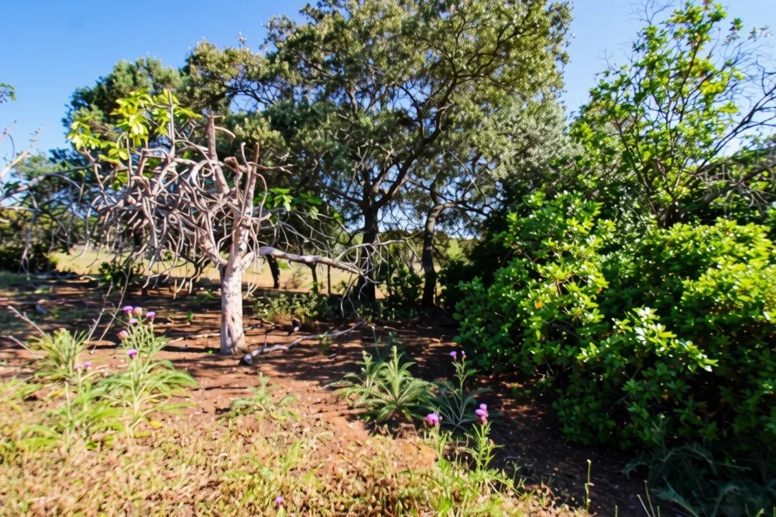 Terreno à venda em Faro (Sé e São Pedro), 7120 m²