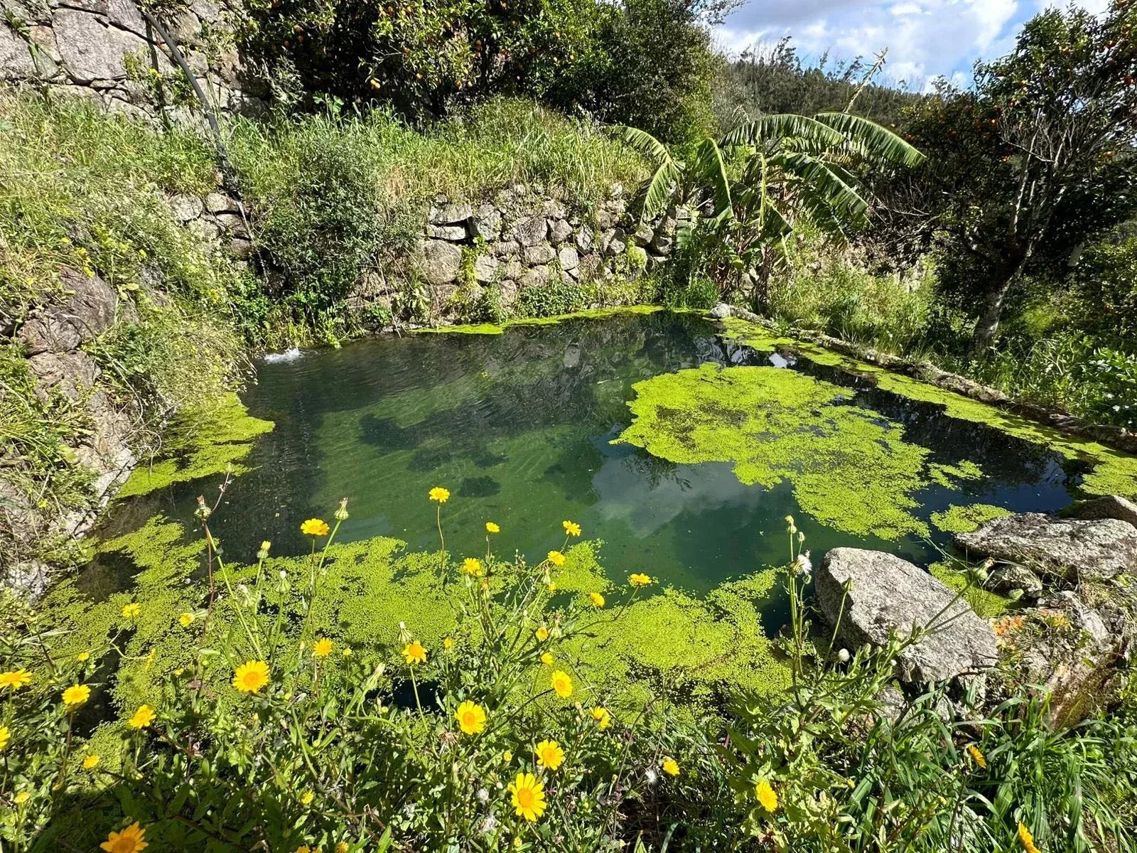 Terreno à venda em Alferce, CERCA DE TRAS PEDRA BRANCA, 8550-033 Alferce, 4895 m²