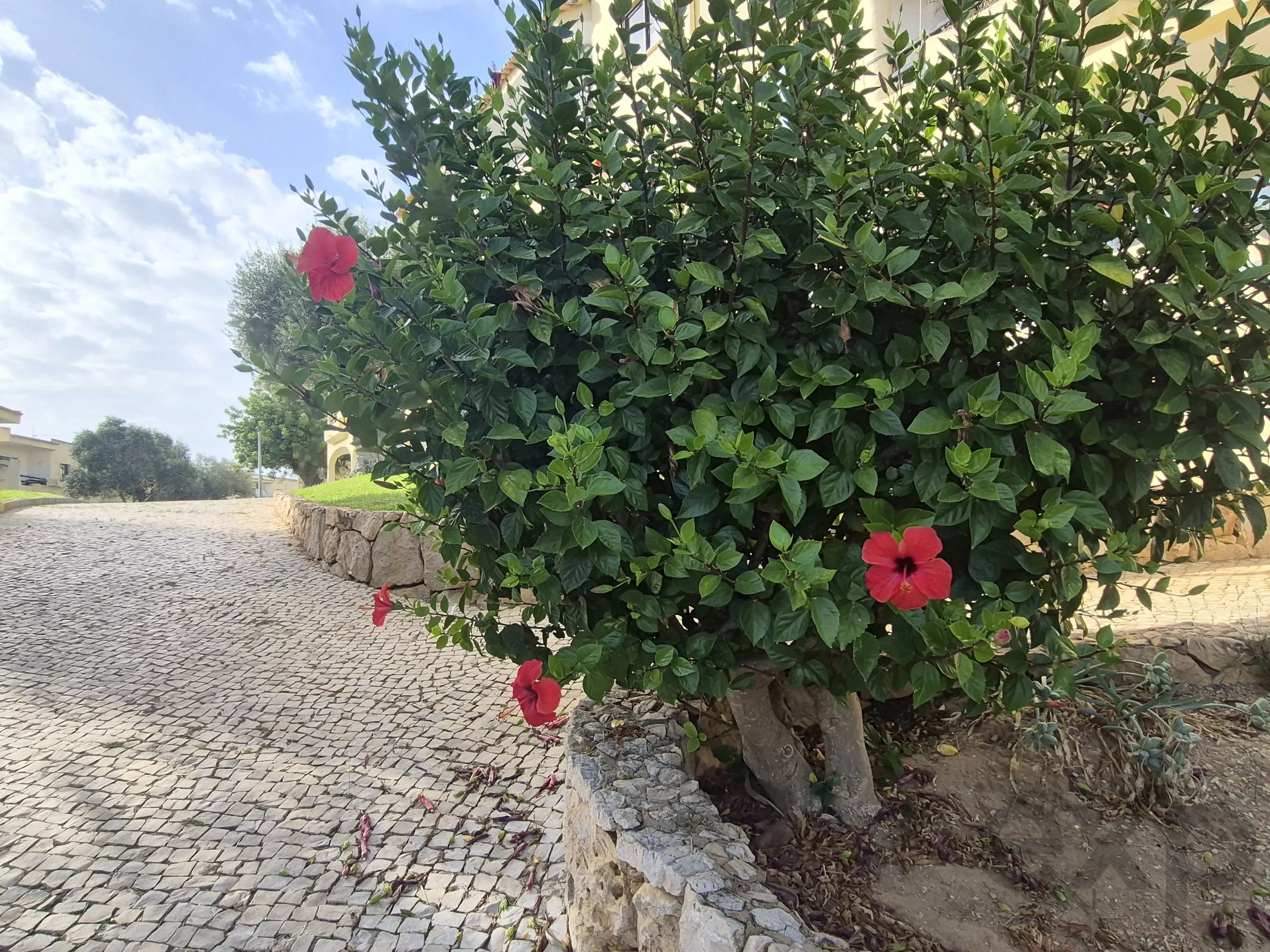 Apartamento de 1 quarto (T1) iluminado, com orientação sul e varanda – Alvor 87438960 image 33