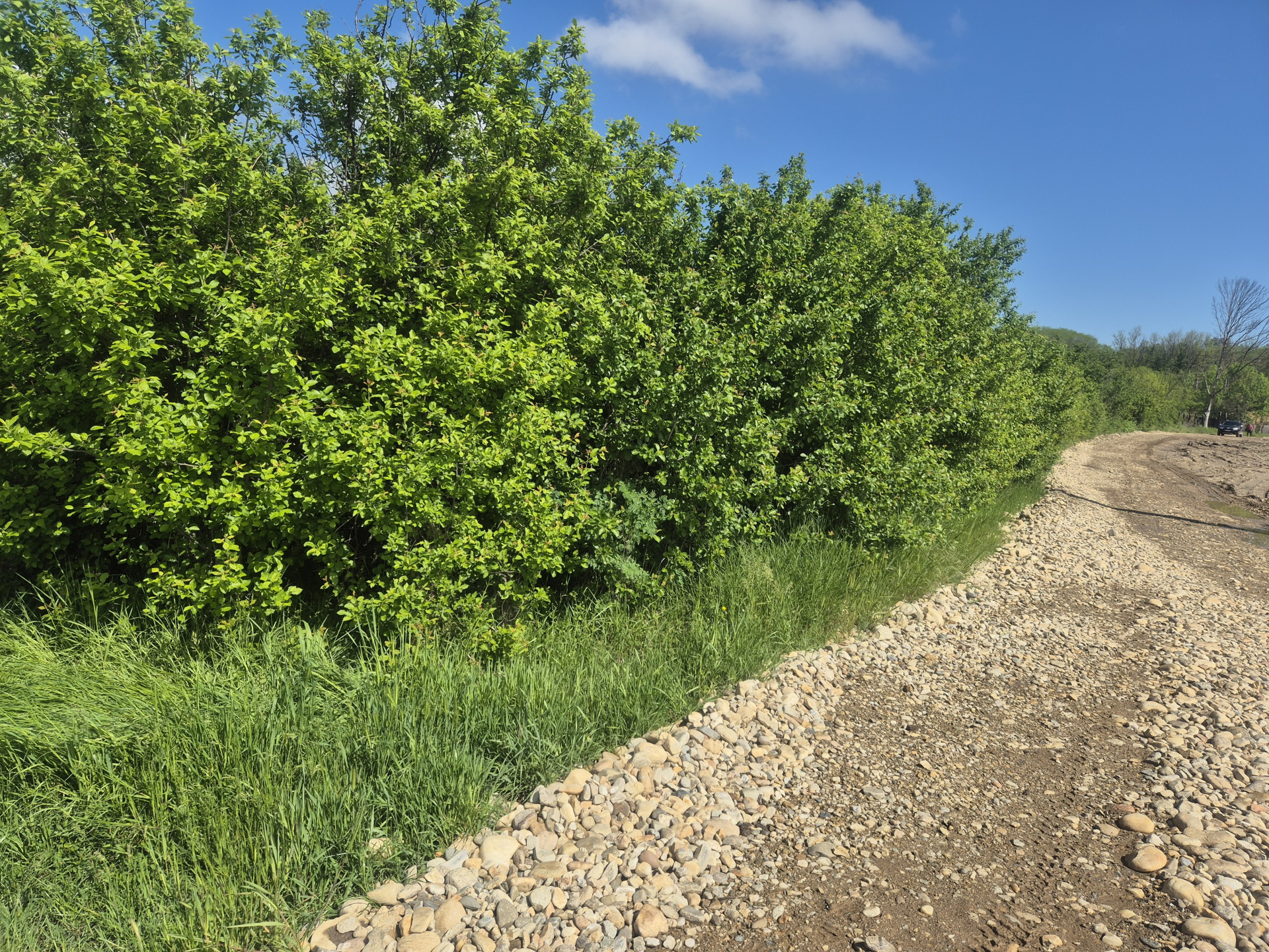 Land for sale at great price in Albota, Cerbu, Arges 3
