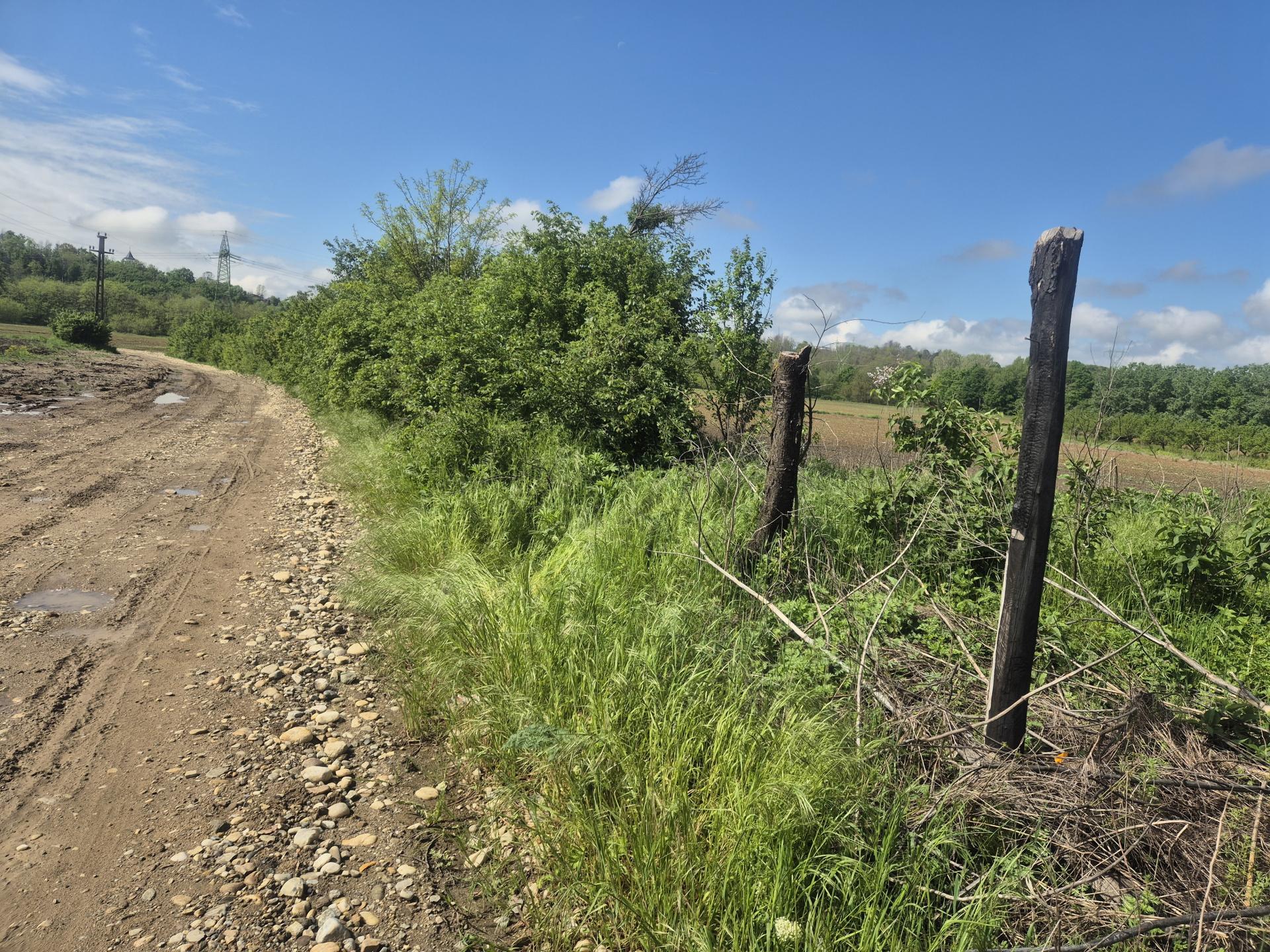 Land for sale at great price in Albota, Cerbu, Arges