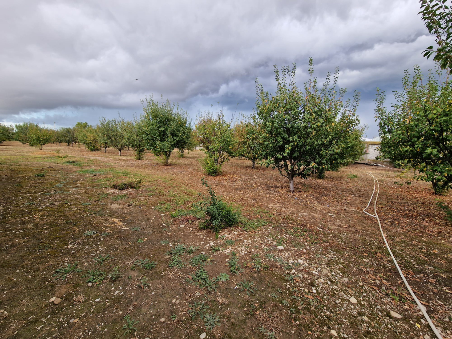 Land for sale - 700 sq m urban plot + 800 sq m orchard in Racovița (DB) 2