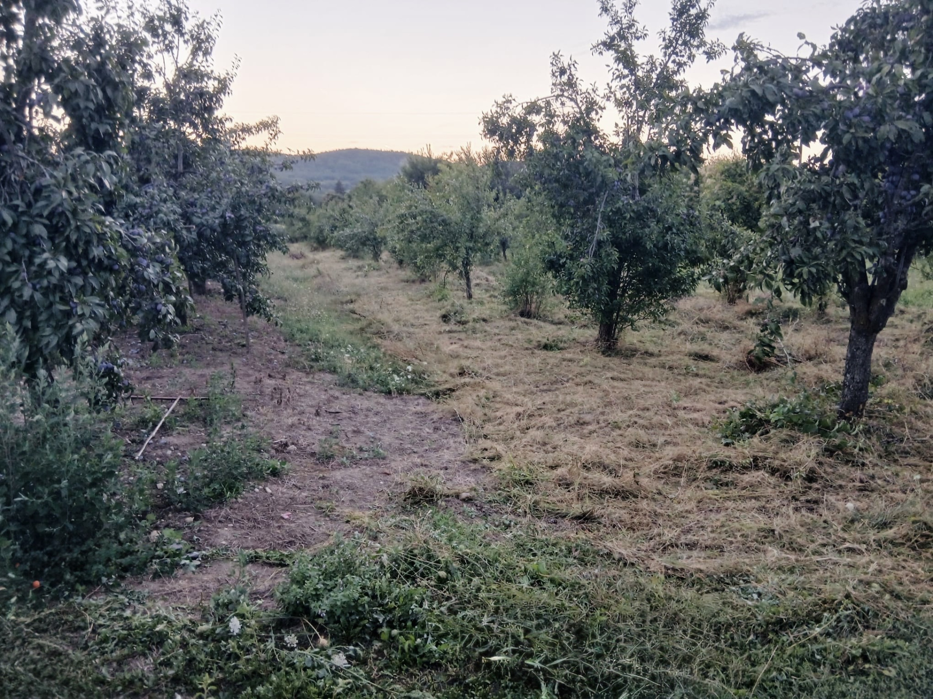 Land for sale in AG Topoloveni