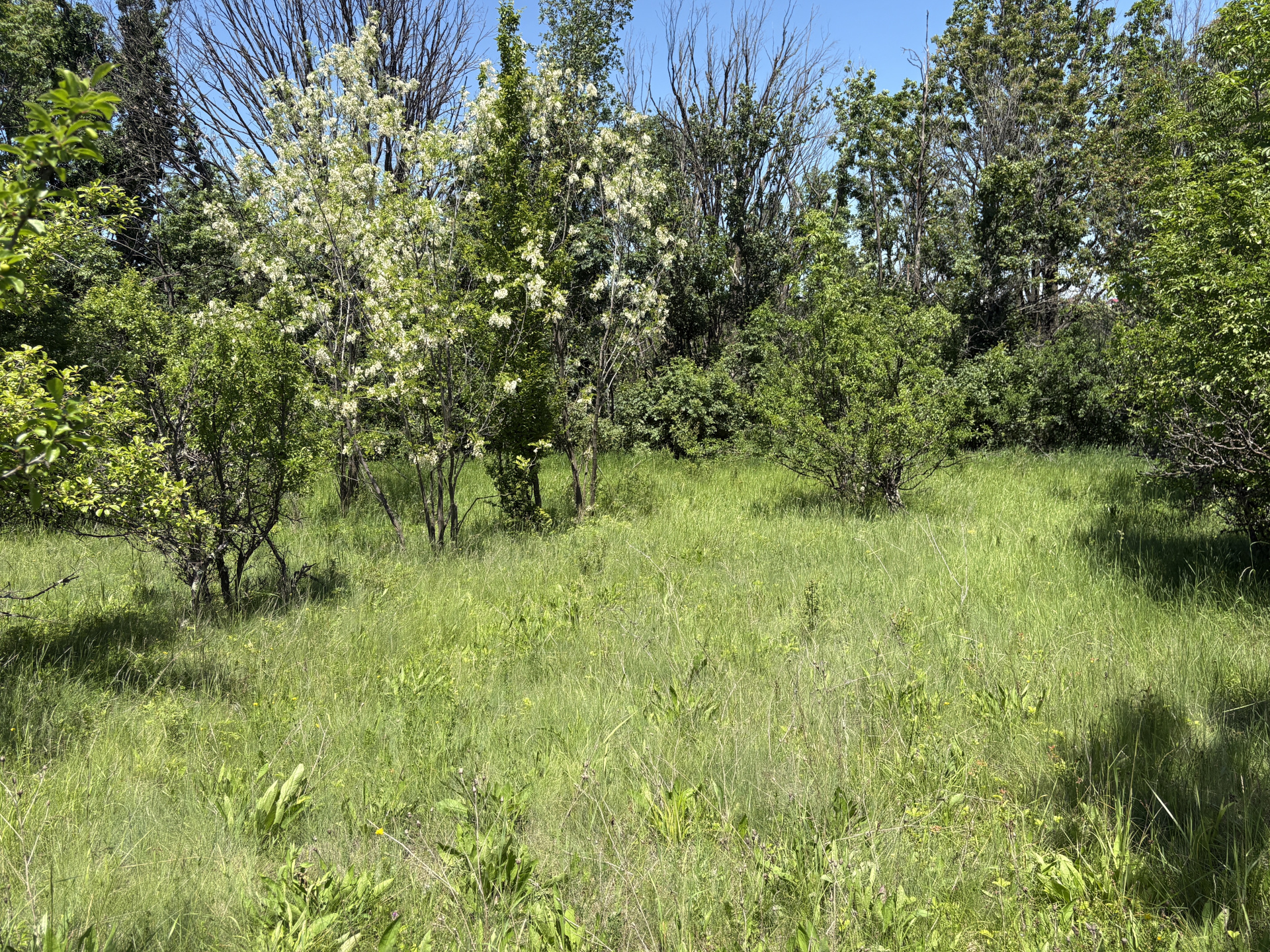 Teren 2.200 mp lângă pădure, la 11 km de Pitești – ideal pentru casă și relaxare
