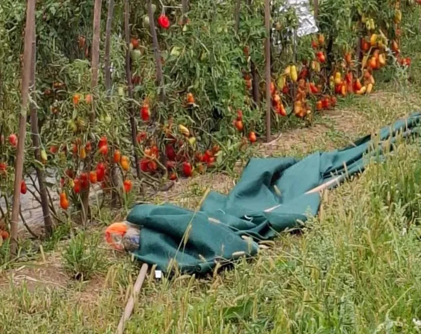 Vând casă solidă an 2000 cu confort modern pe 5200m teren
