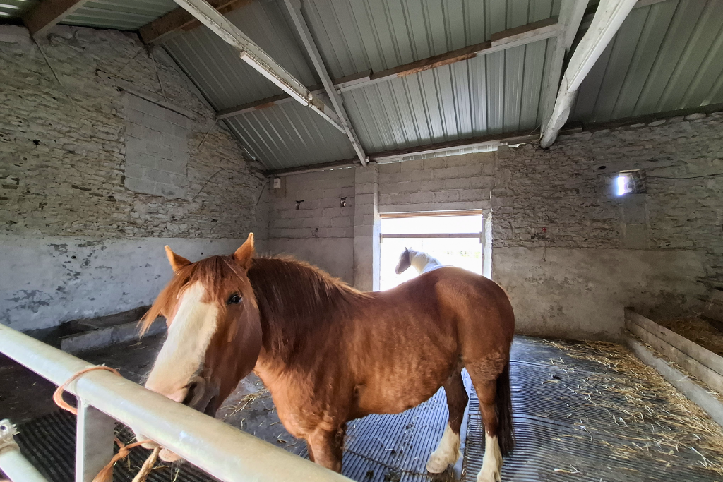 Equestrian in Llandeilo