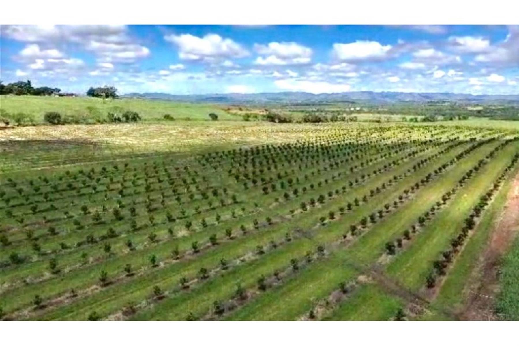Farm For Sale in Heatonville, Empangeni, KwaZulu Natal