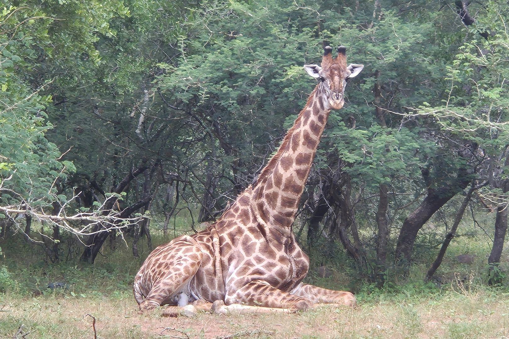 House for sale in Blyde Wildlife Estate, Hoedspruit, 320 m²