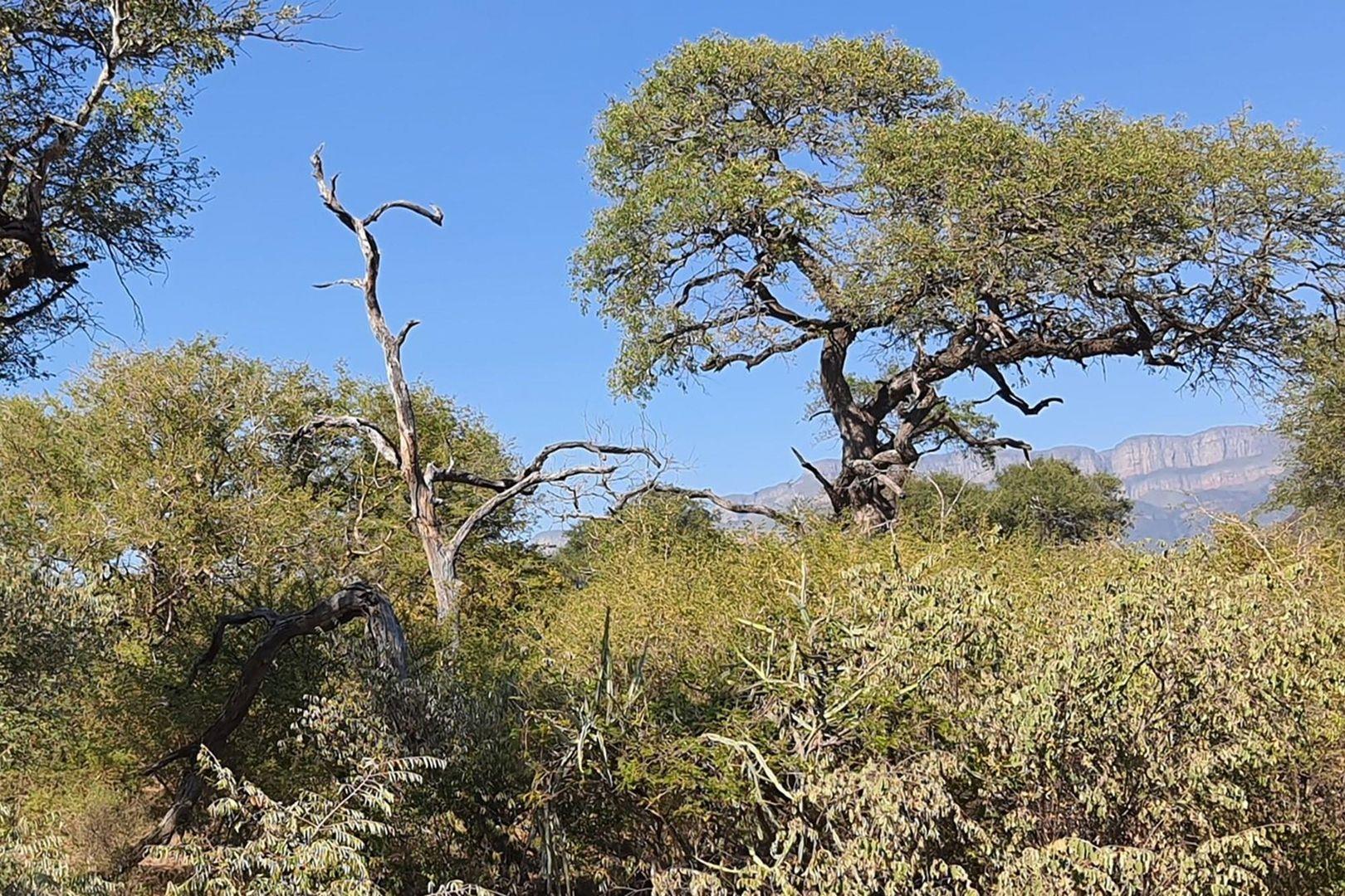 Vacant Land For Sale in Blyde Wildlife Estate, Hoedspruit