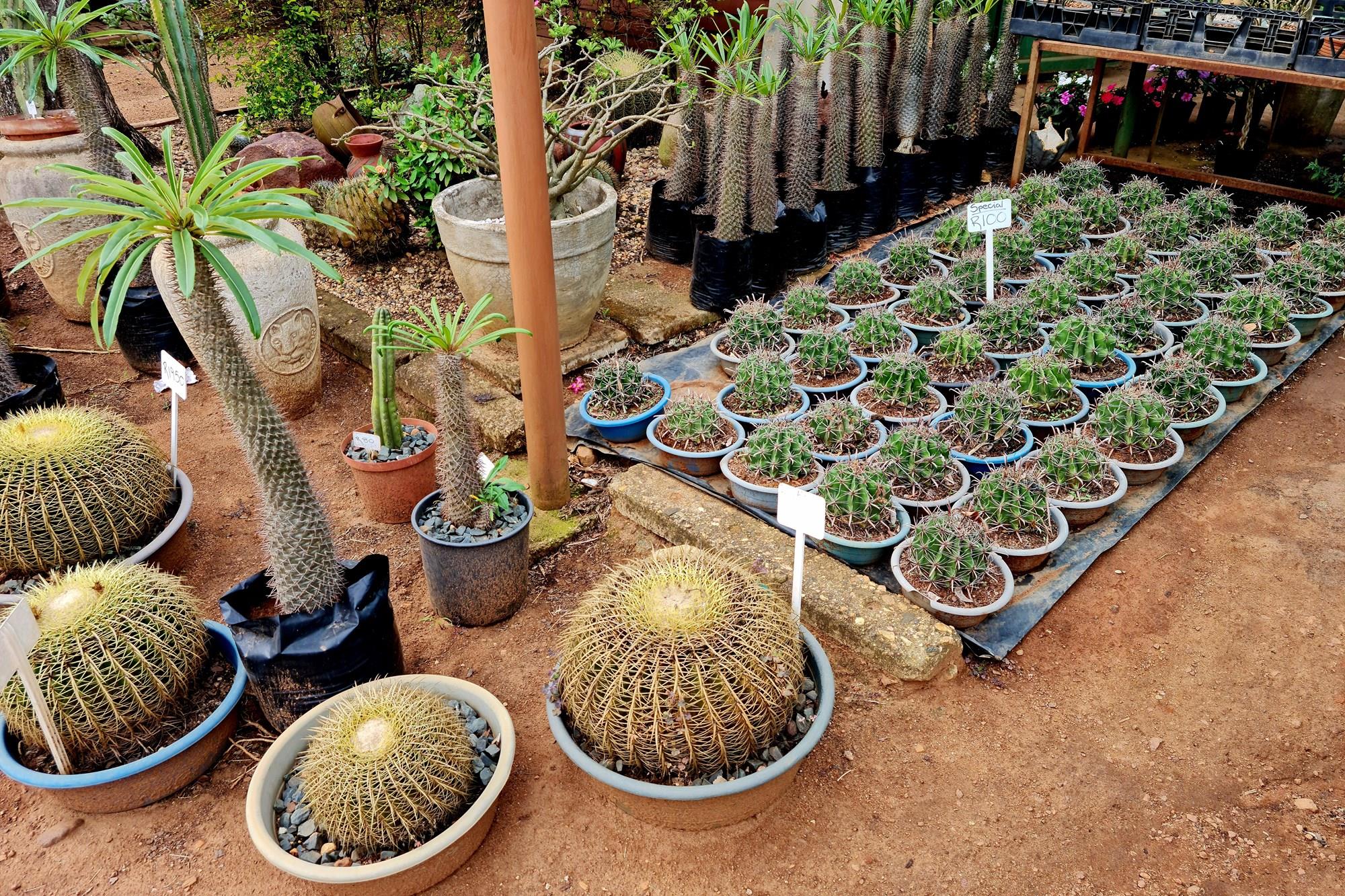 Thriving Commercial Gem in Louis Trichardt: A Shopper's Paradise Oasis