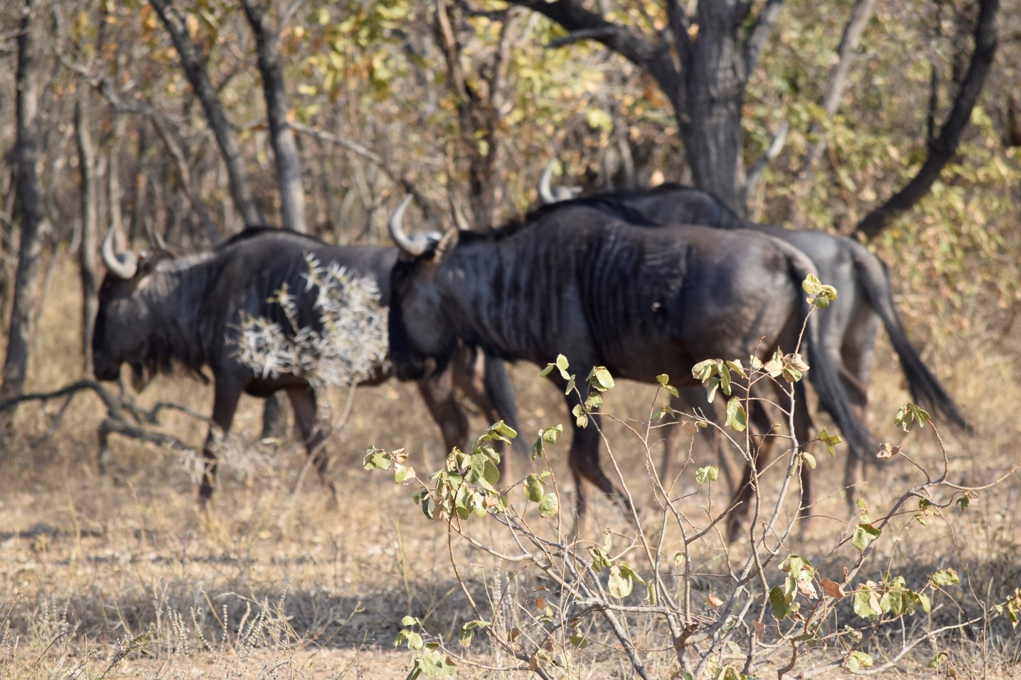 Centrally located, 1ha stand in Moditlo Wildlife Estate, bordering the riverine, Hoedspruit