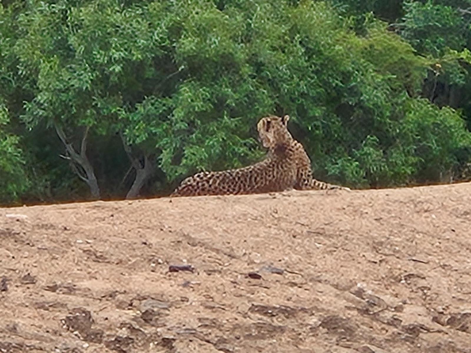 Centrally located, 1ha stand in Moditlo Wildlife Estate, bordering the riverine, Hoedspruit