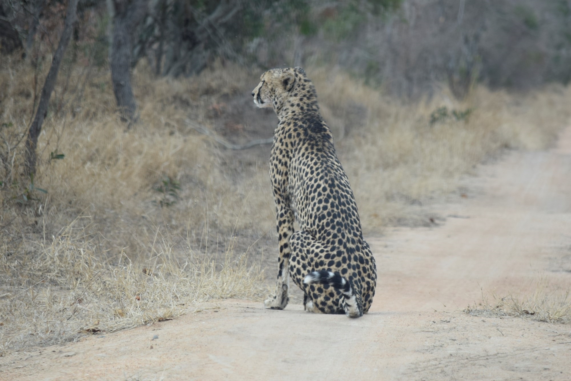 Centrally located, 1ha stand in Moditlo Wildlife Estate, bordering the riverine, Hoedspruit