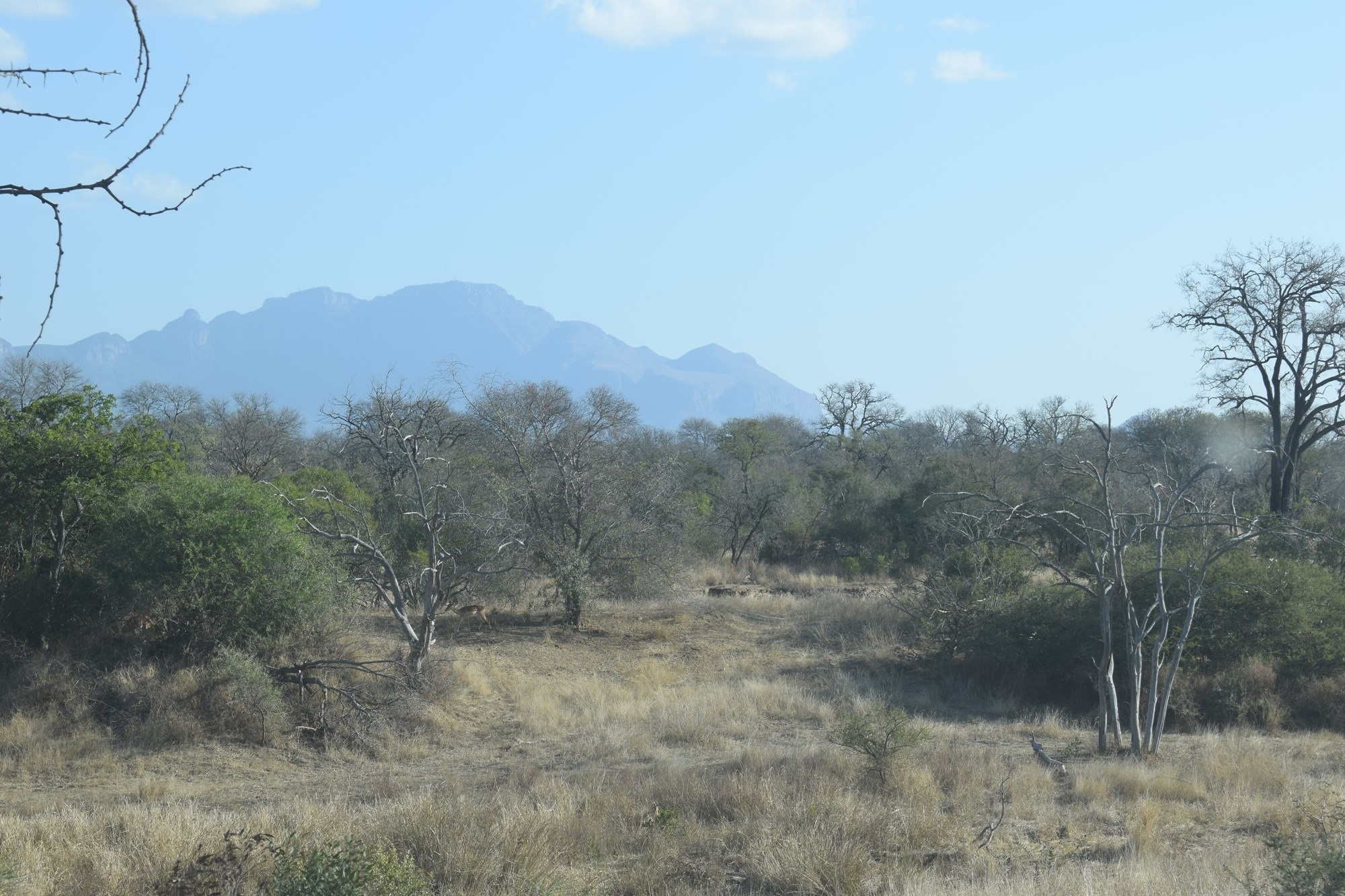 Centrally located, 1ha stand in Moditlo Wildlife Estate, bordering the riverine, Hoedspruit