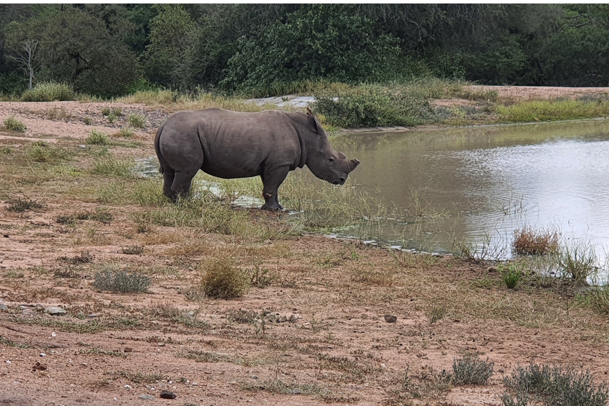 Centrally located, 1ha stand in Moditlo Wildlife Estate, bordering the riverine, Hoedspruit