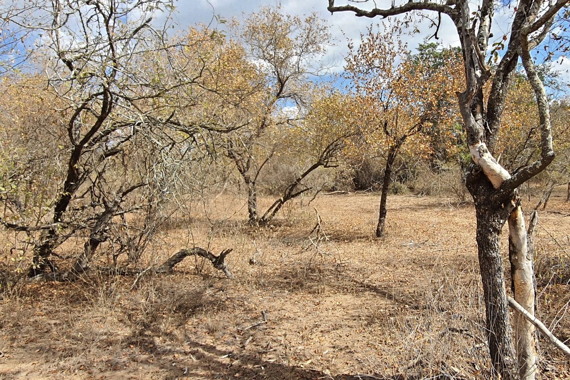 Corner stand available in Rapters View Wildlife Estate for plot and plan option
