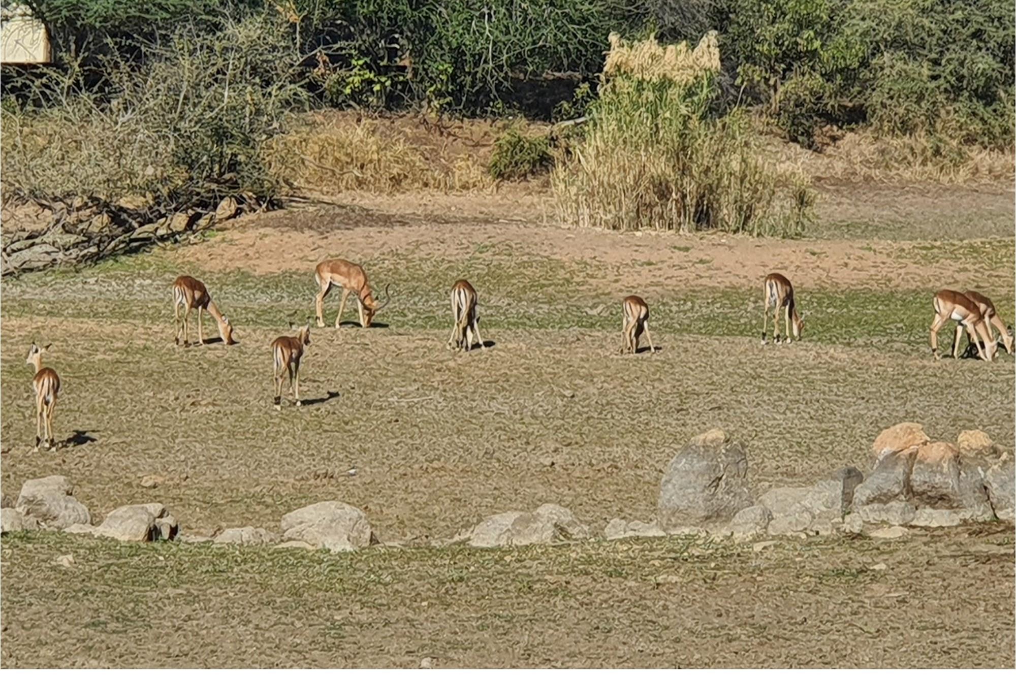 Corner stand available in Rapters View Wildlife Estate for plot and plan option