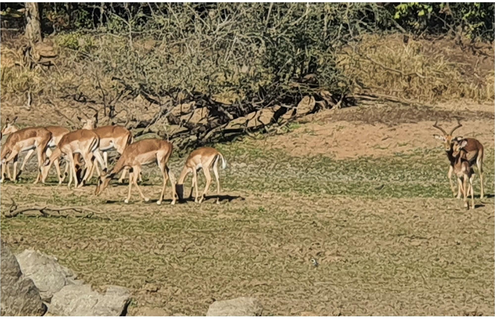 Corner stand available in Rapters View Wildlife Estate for plot and plan option