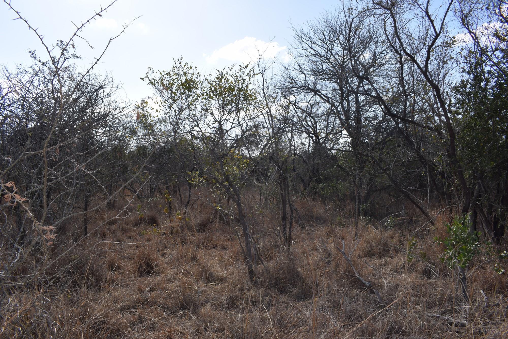 Southern stand in lower Moditlo Wildlife Estate - Moria Farm, no noise, Big 4 and watering spots.
