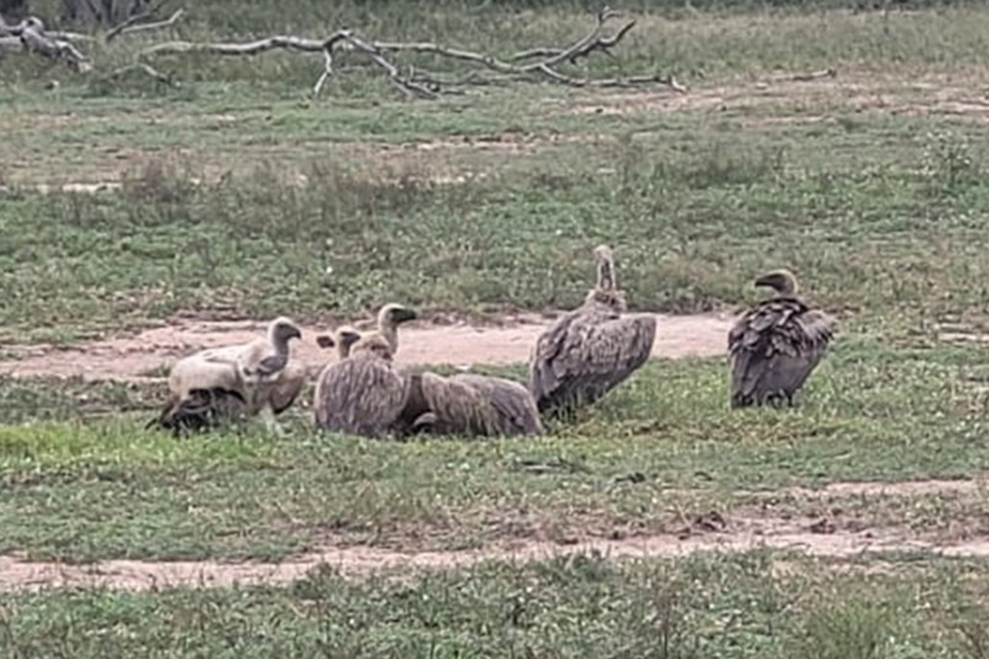 Southern stand in lower Moditlo Wildlife Estate - Moria Farm, no noise, Big 4 and watering spots.