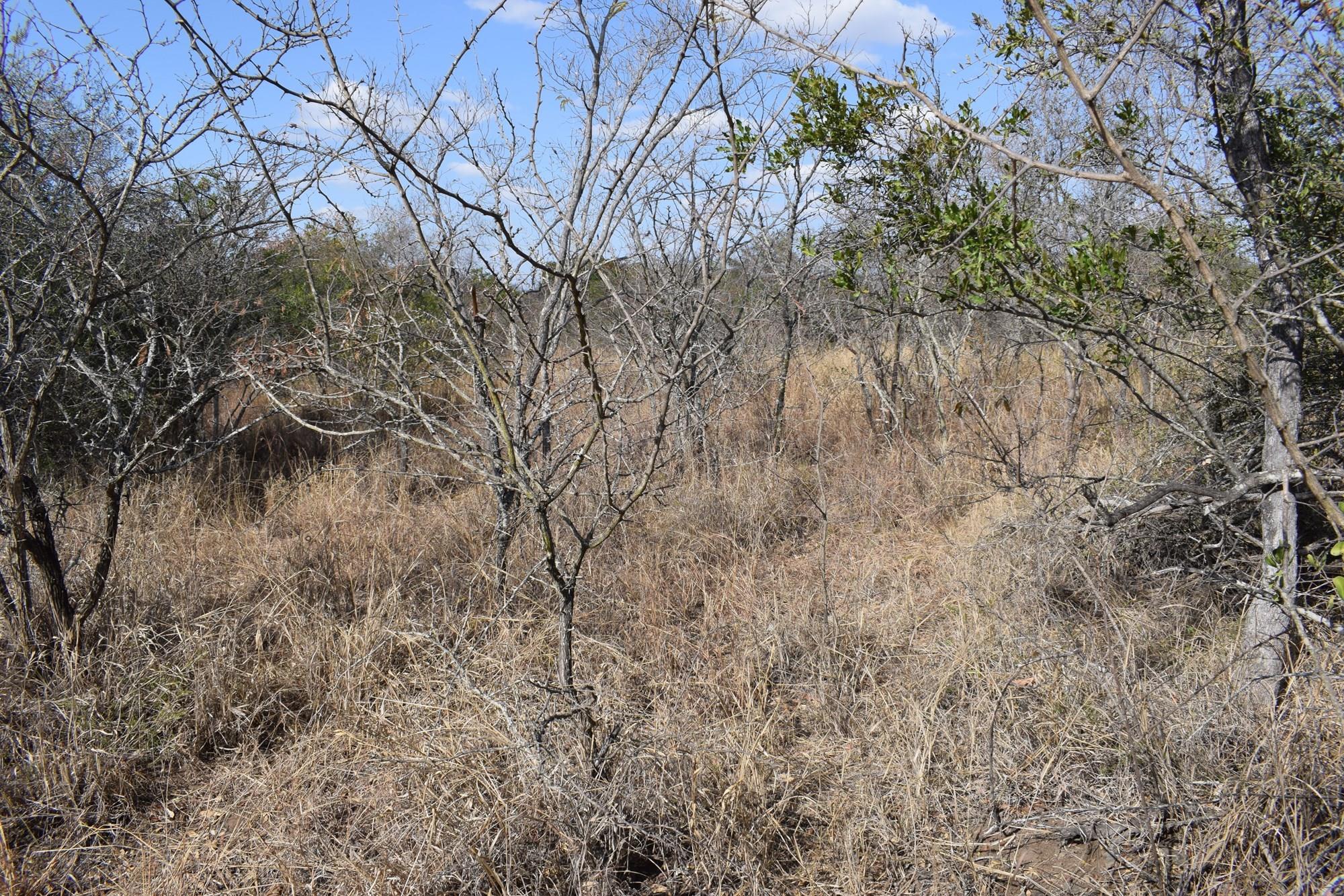 Southern stand in lower Moditlo Wildlife Estate - Moria Farm, no noise, Big 4 and watering spots.