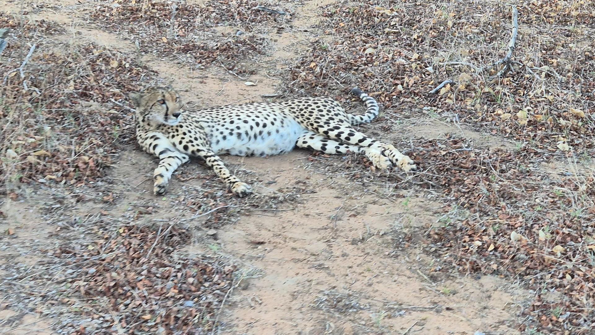 Southern stand in lower Moditlo Wildlife Estate - Moria Farm, no noise, Big 4 and watering spots.