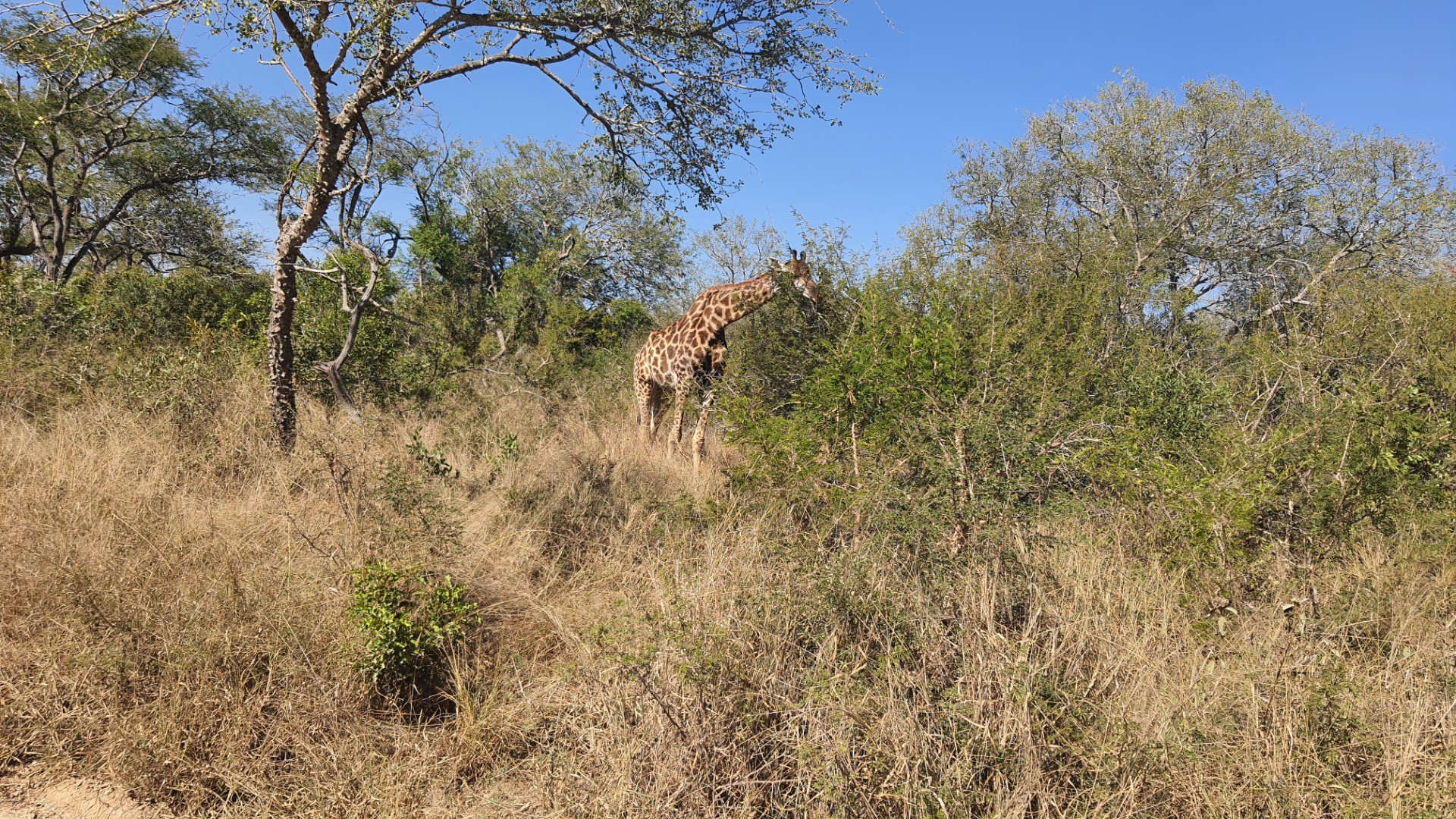 Vacant Land for sale in Moditlo Nature Reserve, Hoedspruit, 9875 m²
