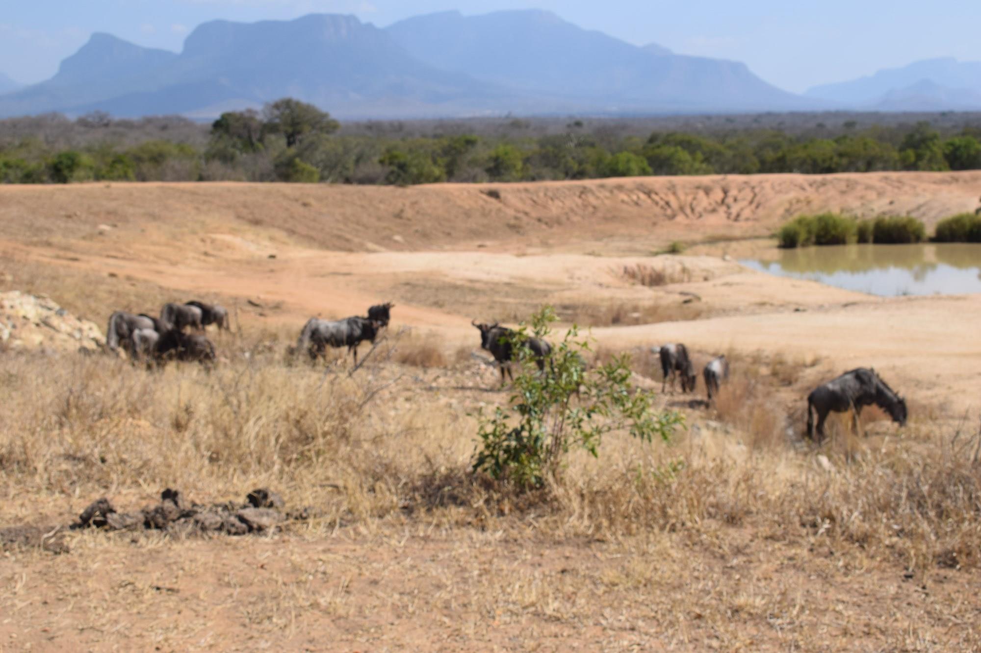 Southern stand in lower Moditlo Wildlife Estate - Moria Farm, no noise, Big 4 and watering spots.