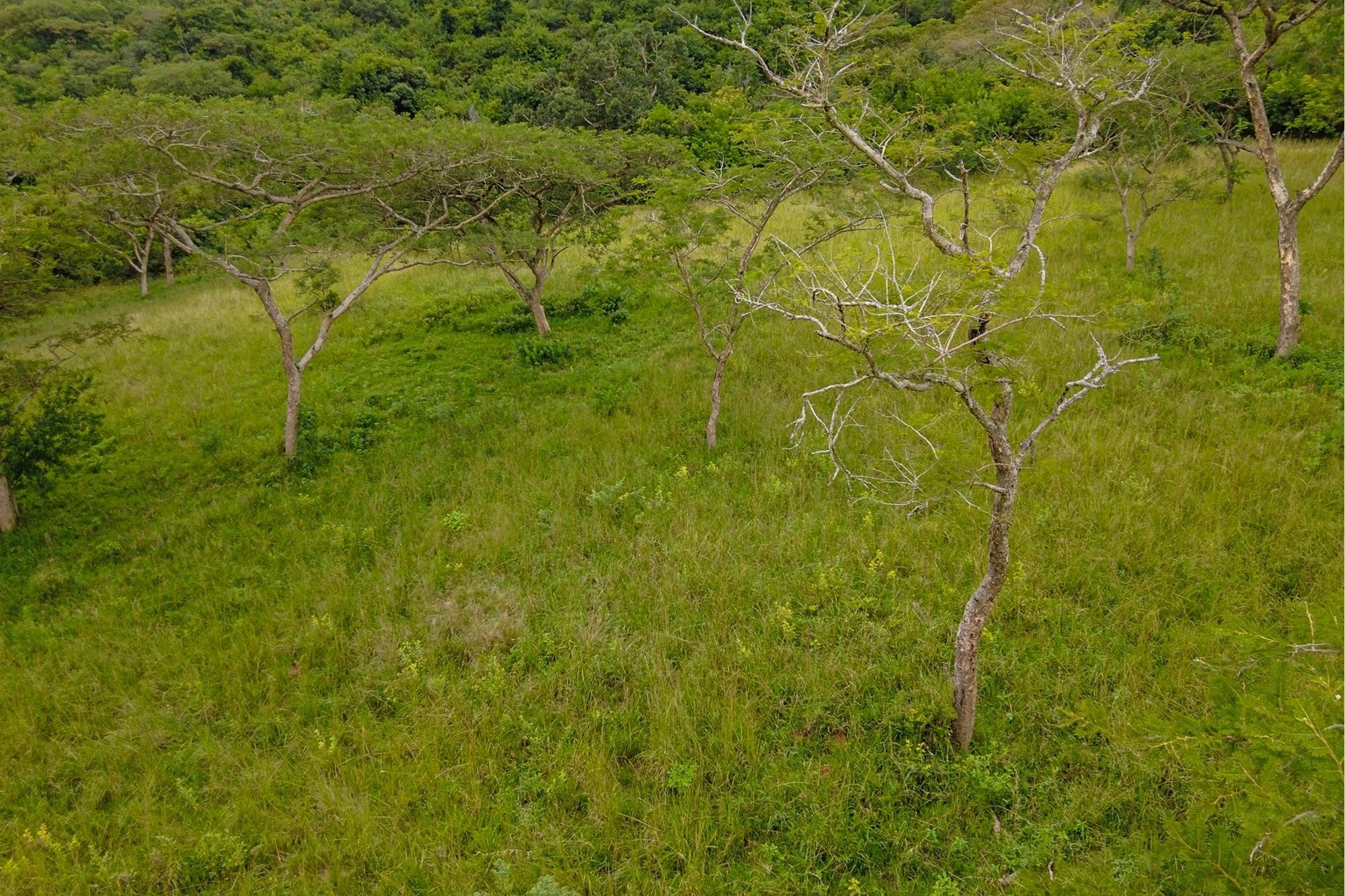 Prime Development Land in Exclusive White River Countryside, divided into stands and fully serviced.