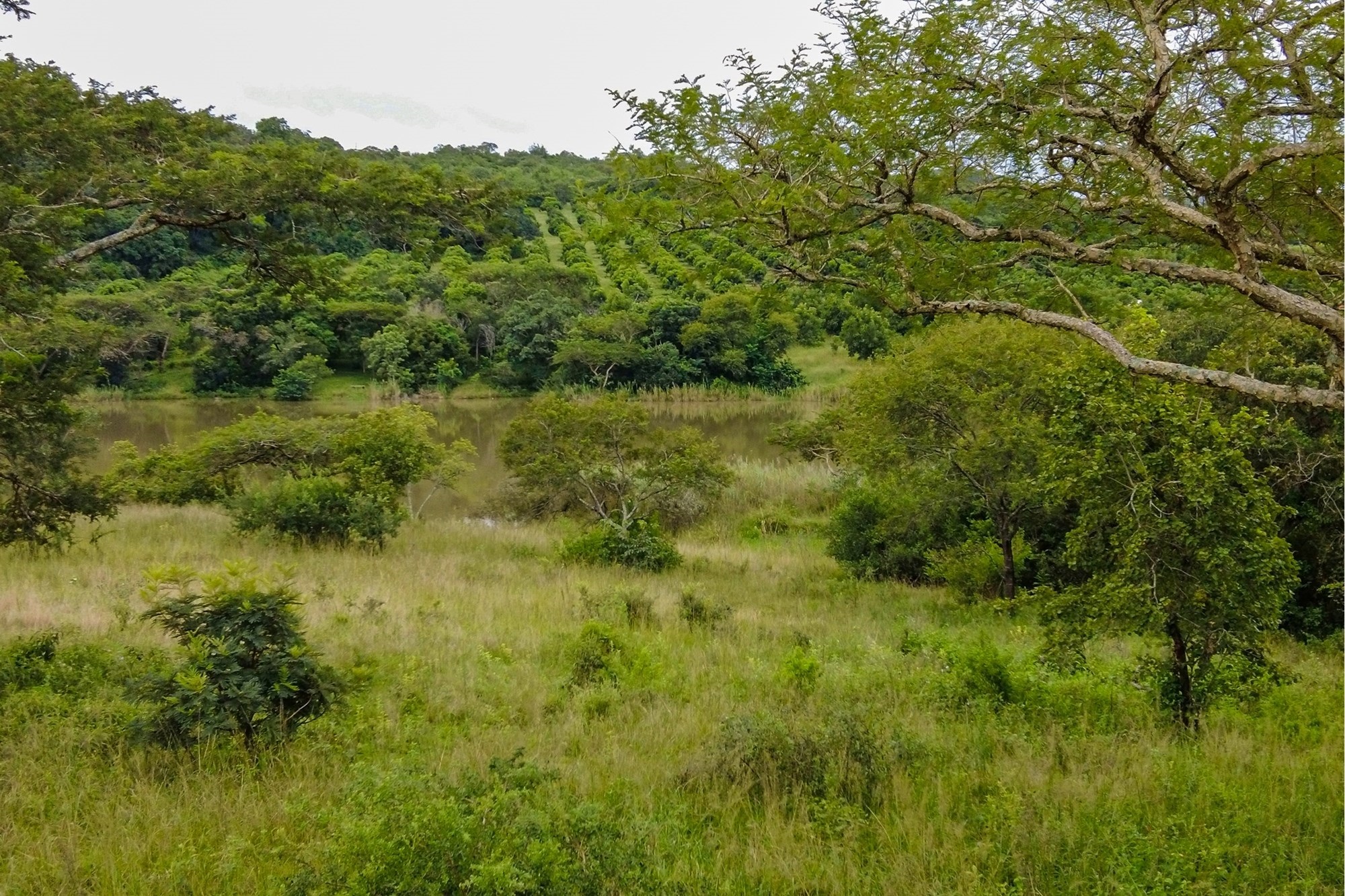 Prime Development Land in Exclusive White River Countryside, divided into stands and fully serviced.