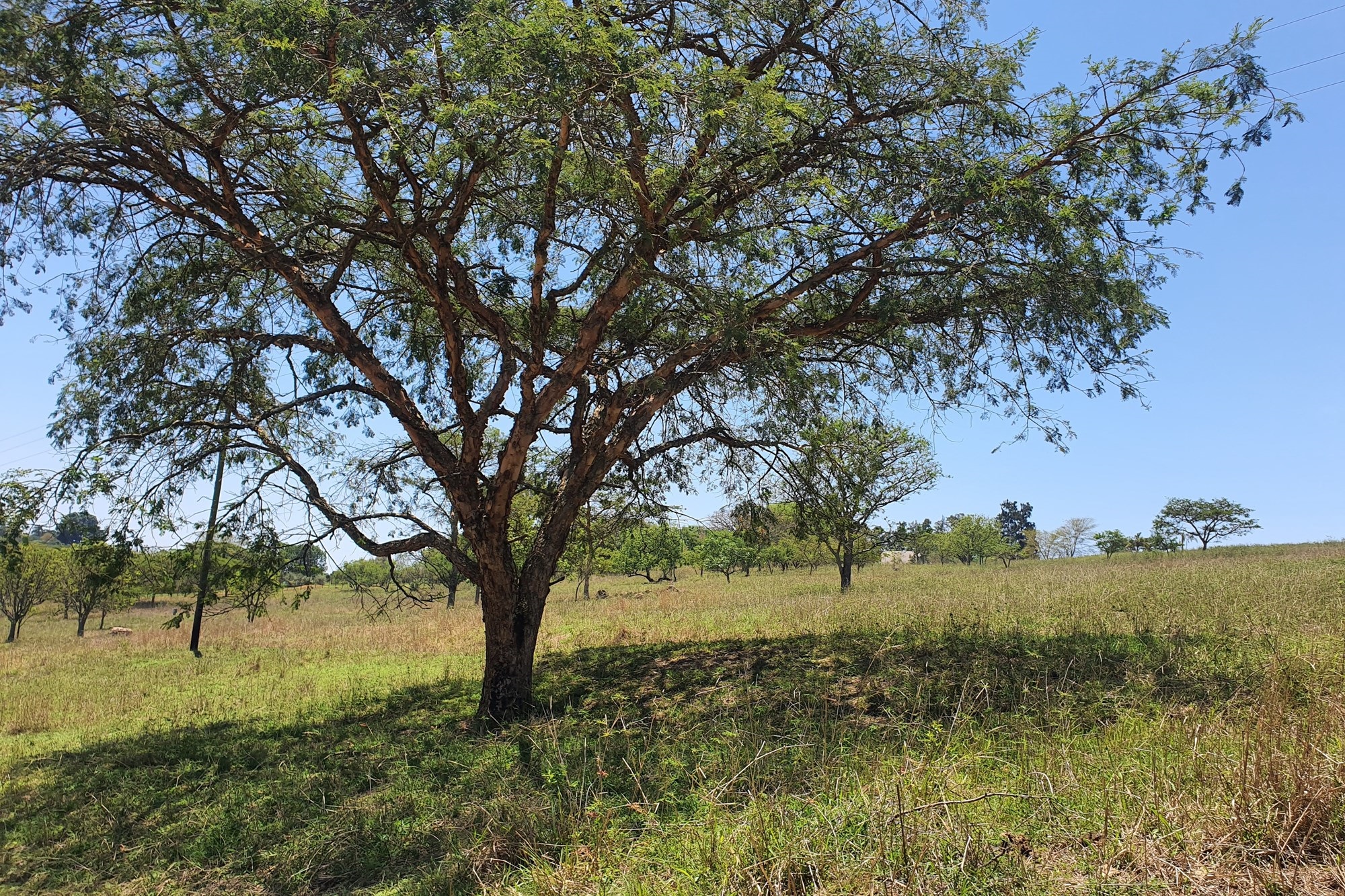 "Exclusive Plot in The Rest Country Estate