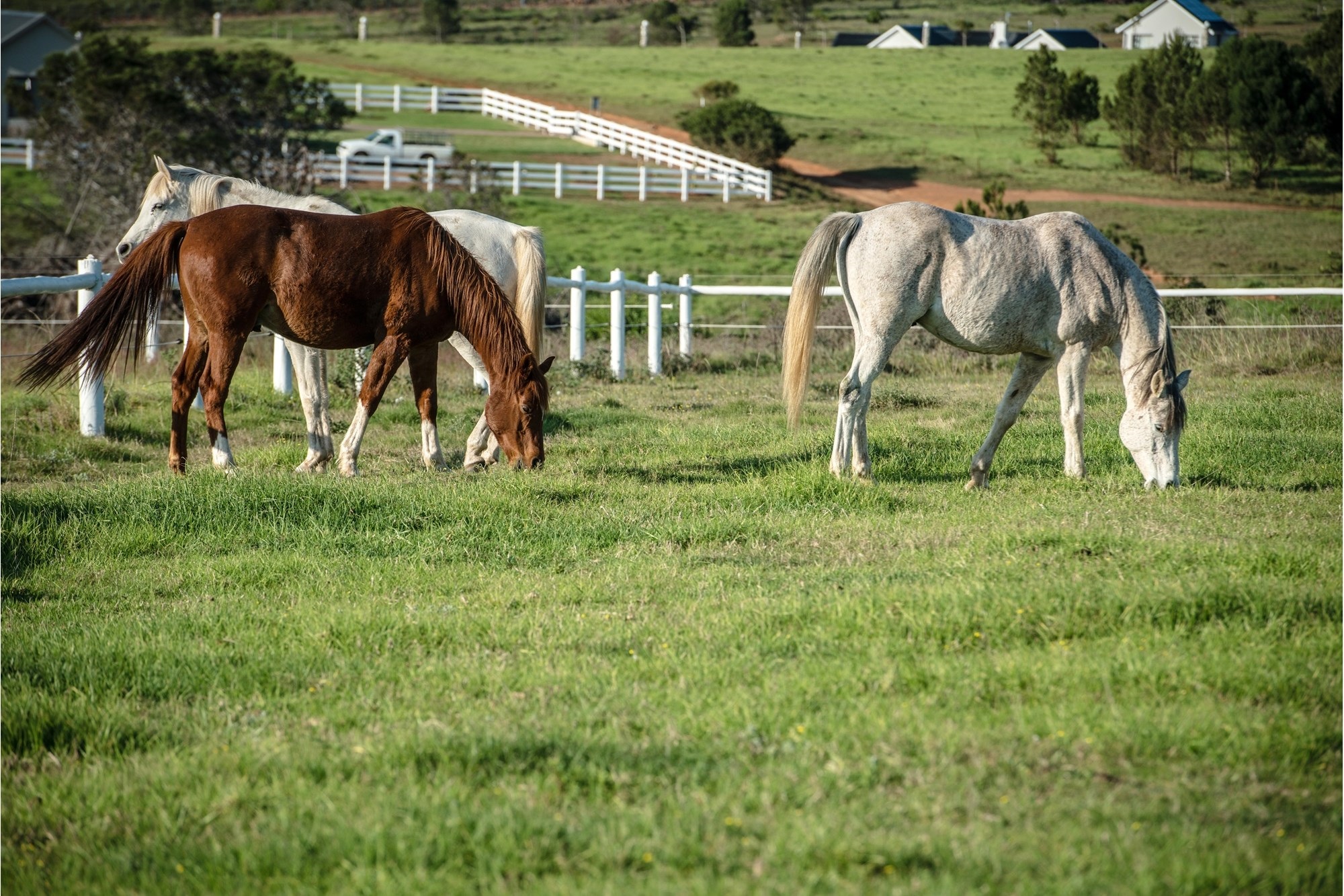 Twin Valley Nature Estate: A Paradise for Horse Lovers