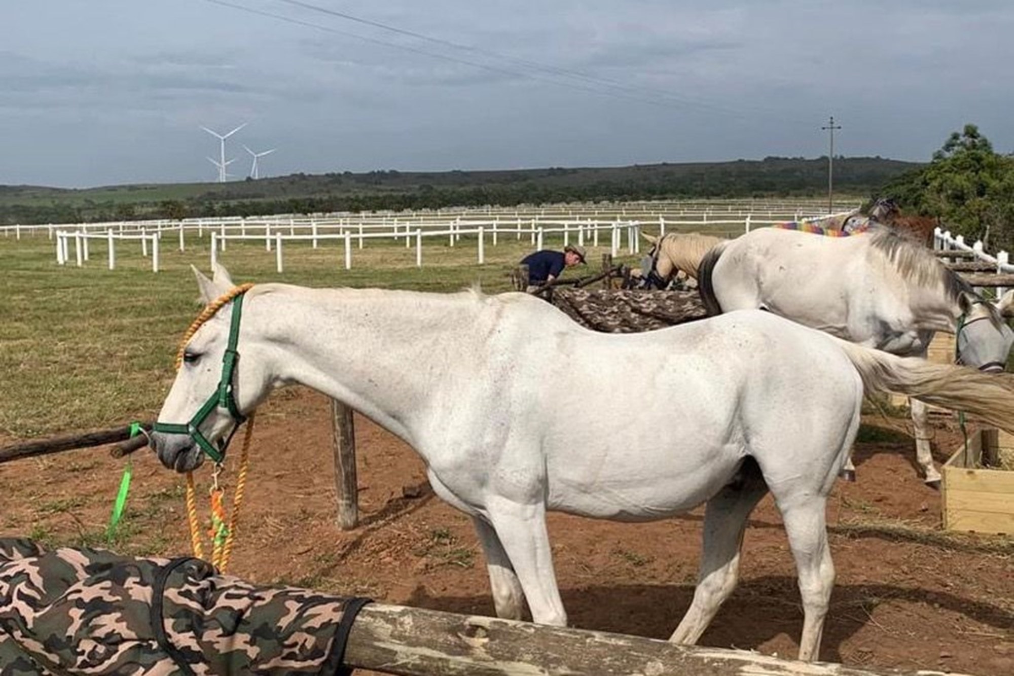 Twin Valley Nature Estate: A Paradise for Horse Lovers