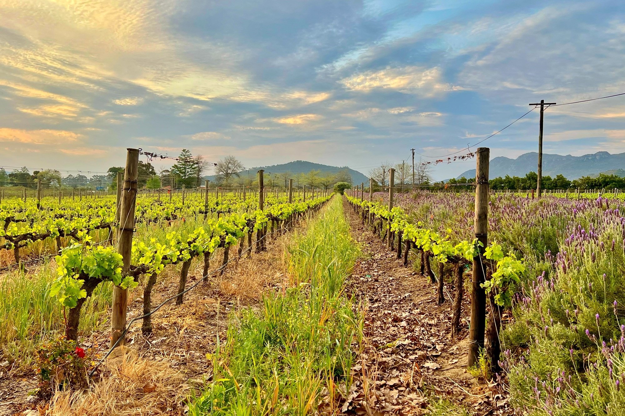 Prime Location With Exceptional Views “Franschhoek Valley”
